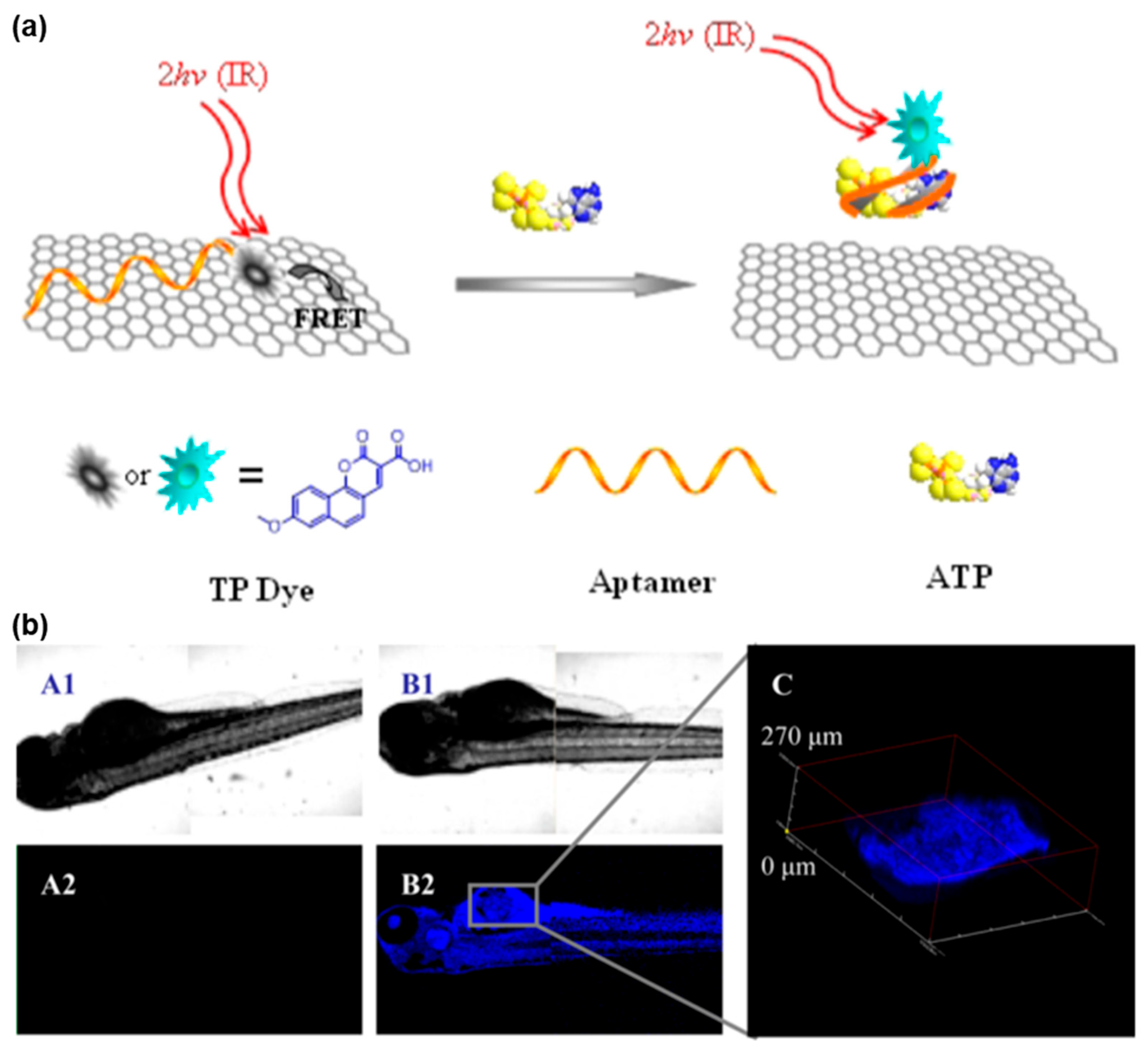 Biosensors 13 00836 g005 Biosensors 13 00836 g005