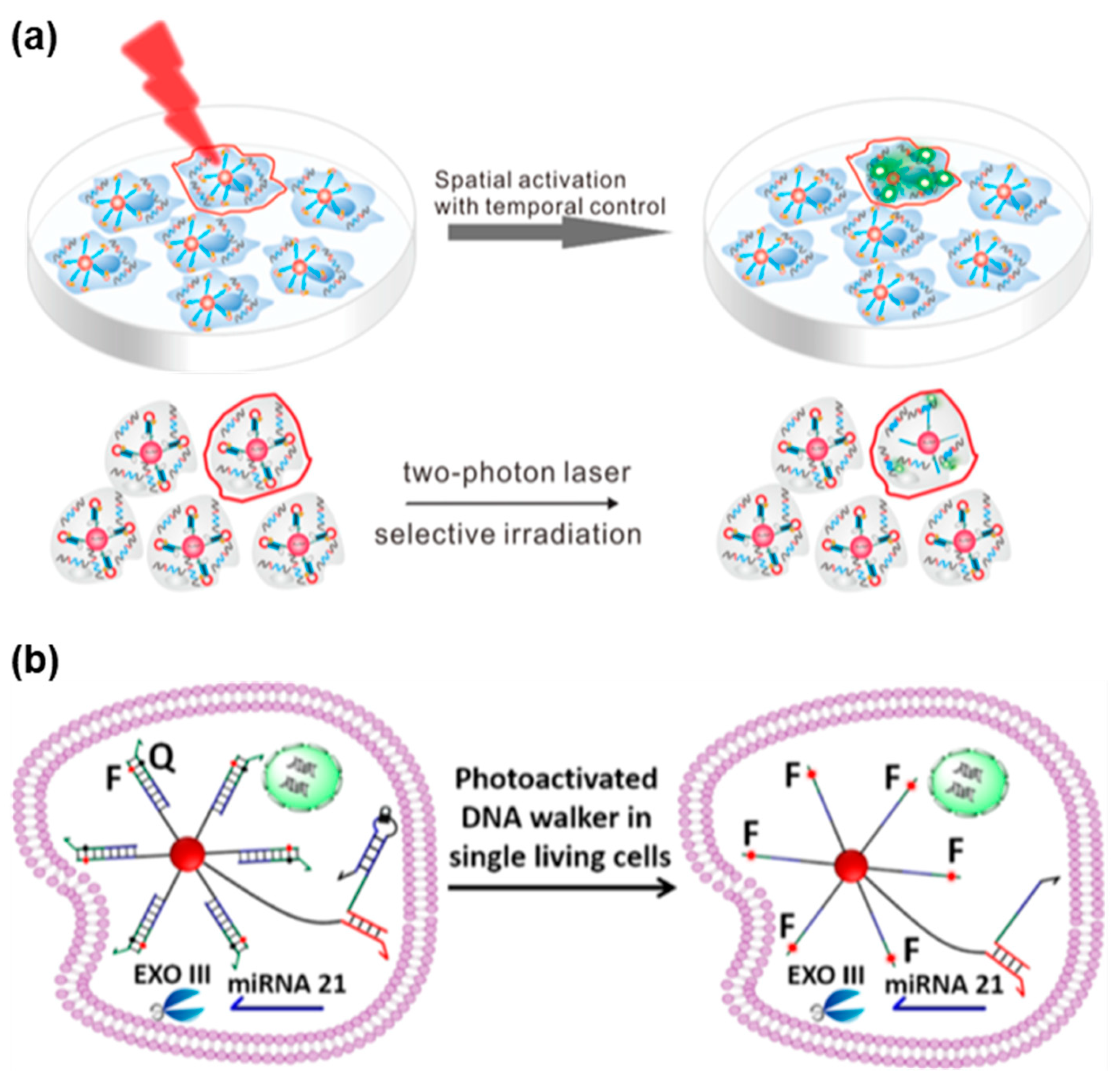 Biosensors 13 00836 g007 Biosensors 13 00836 g007