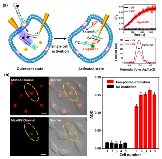 Functional Nucleic Acid Probes Based on Two-Photon for