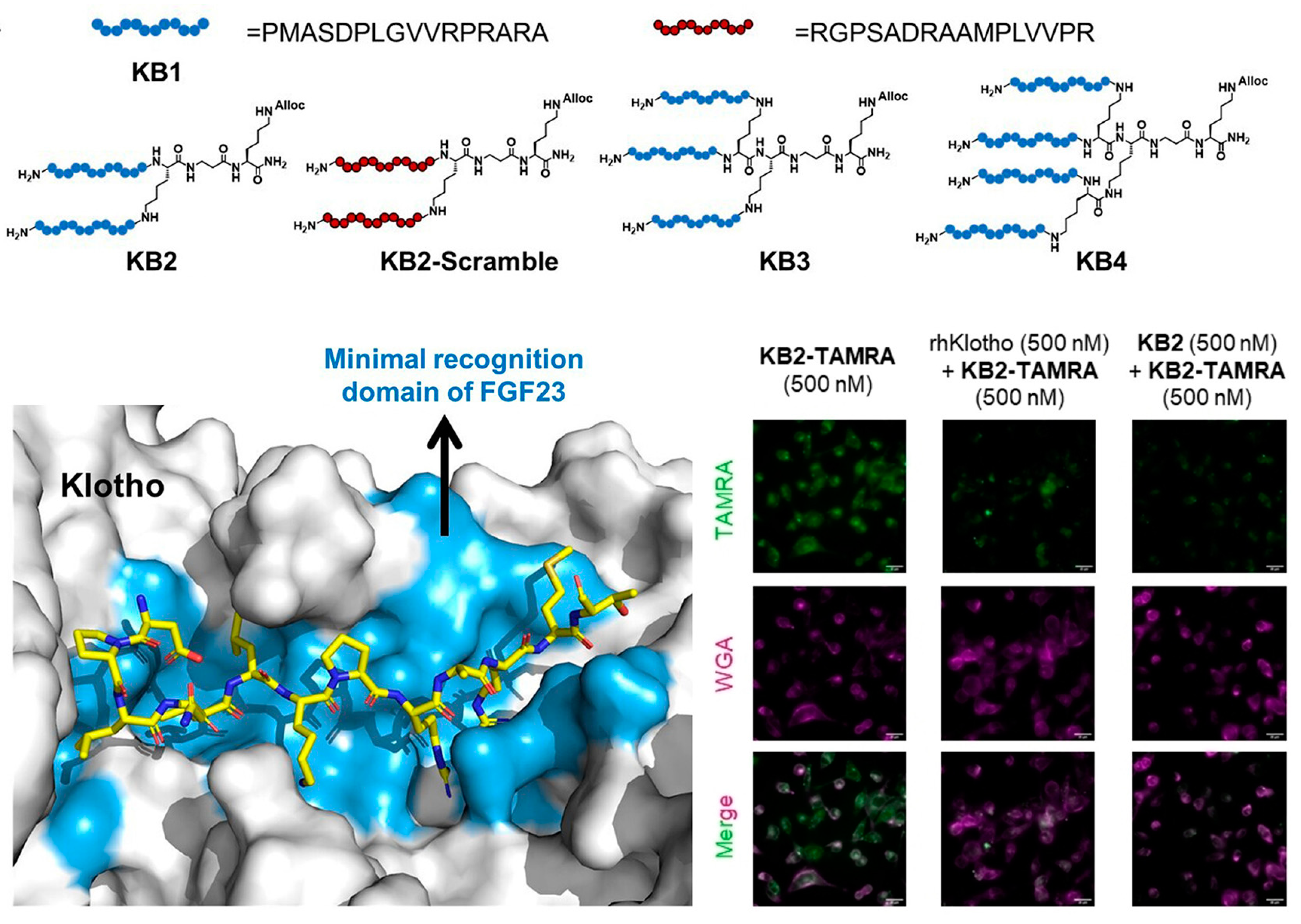Biosensors 13 00838 g007 Biosensors 13 00838 g007