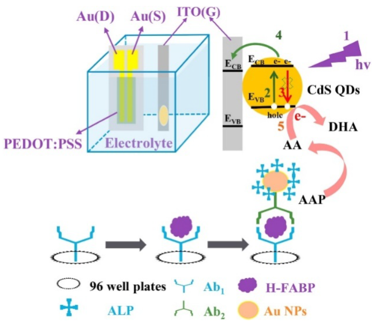 Biosensors 13 00855 g016 Biosensors 13 00855 g016