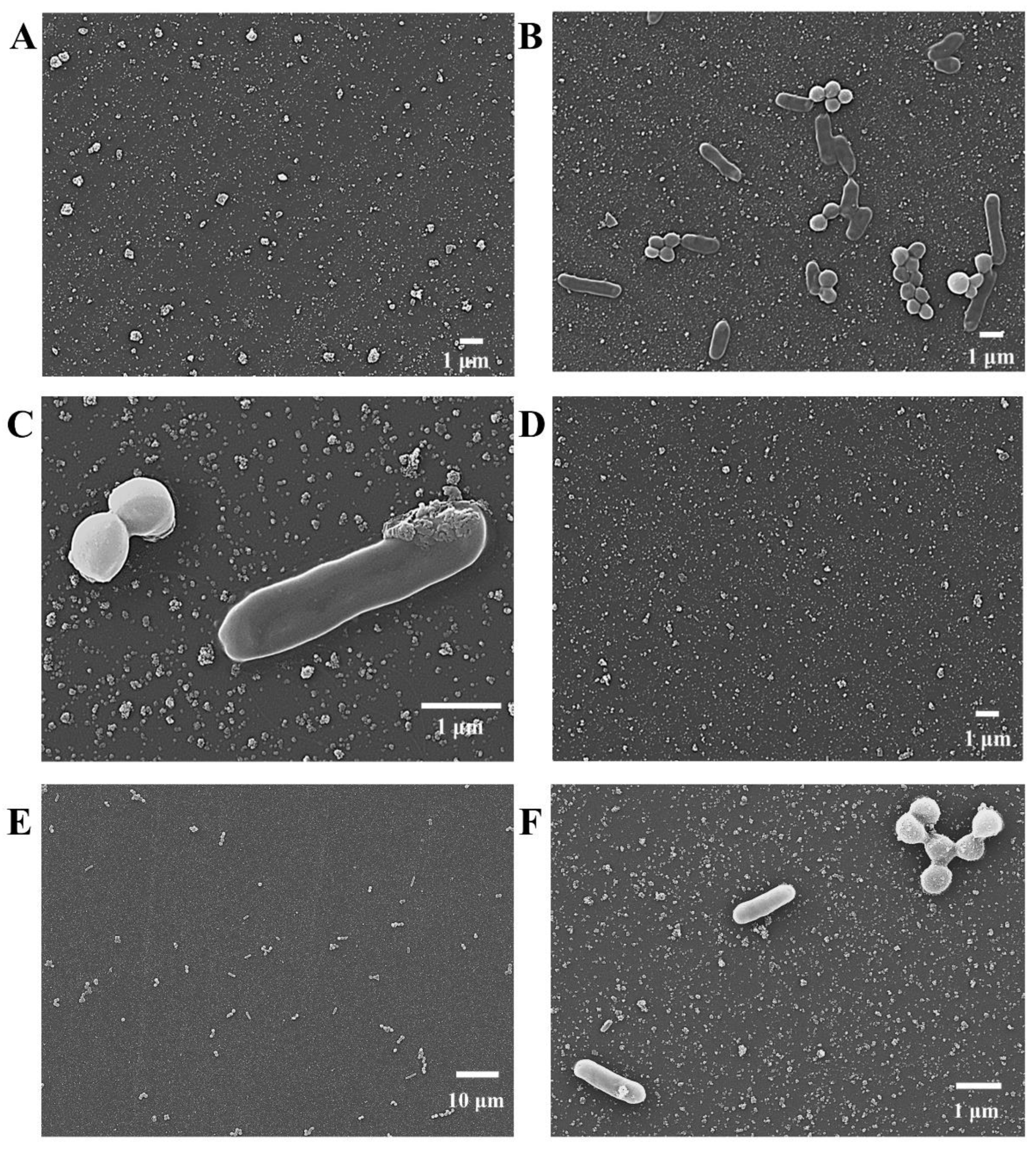 Biosensors 13 00868 g001