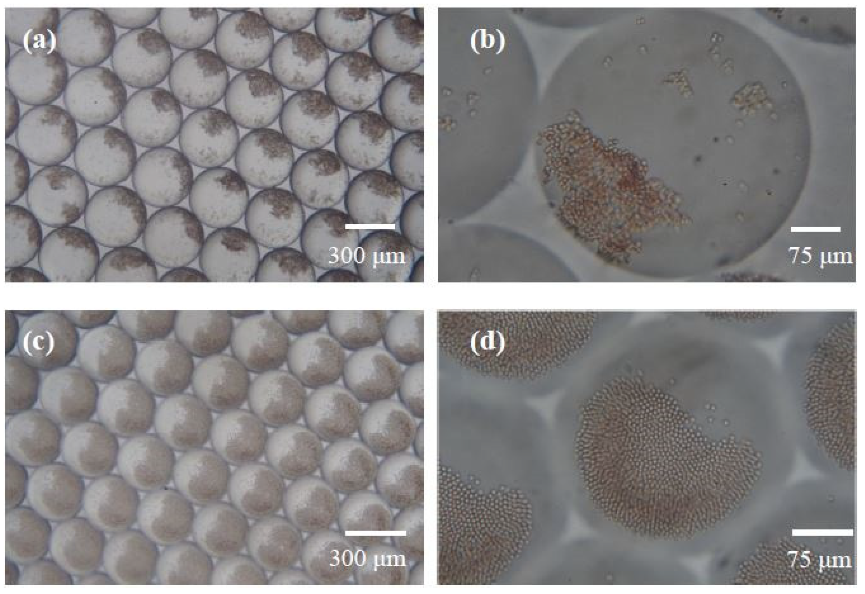 Biosensors 13 00869 g005