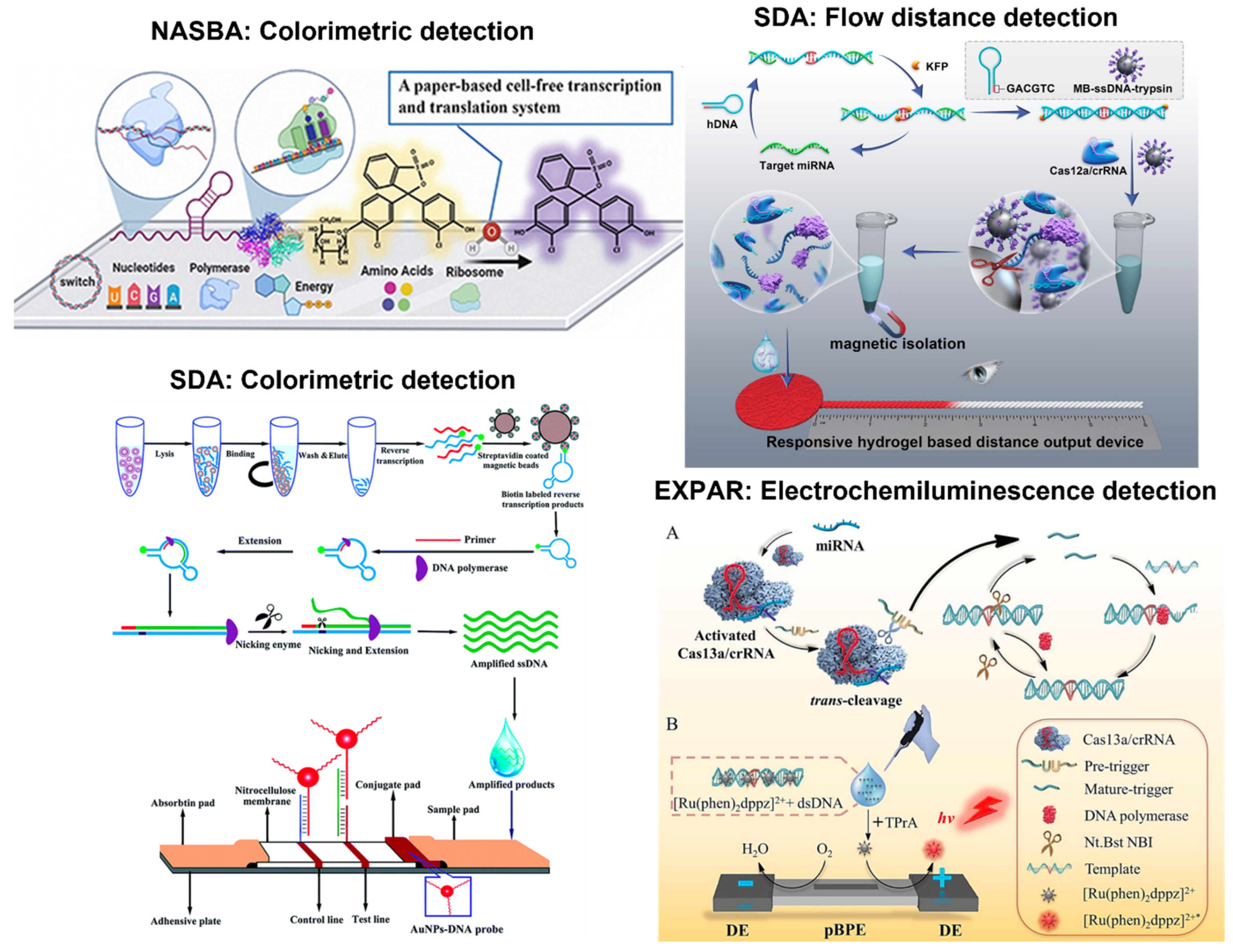 Biosensors 13 00885 g006