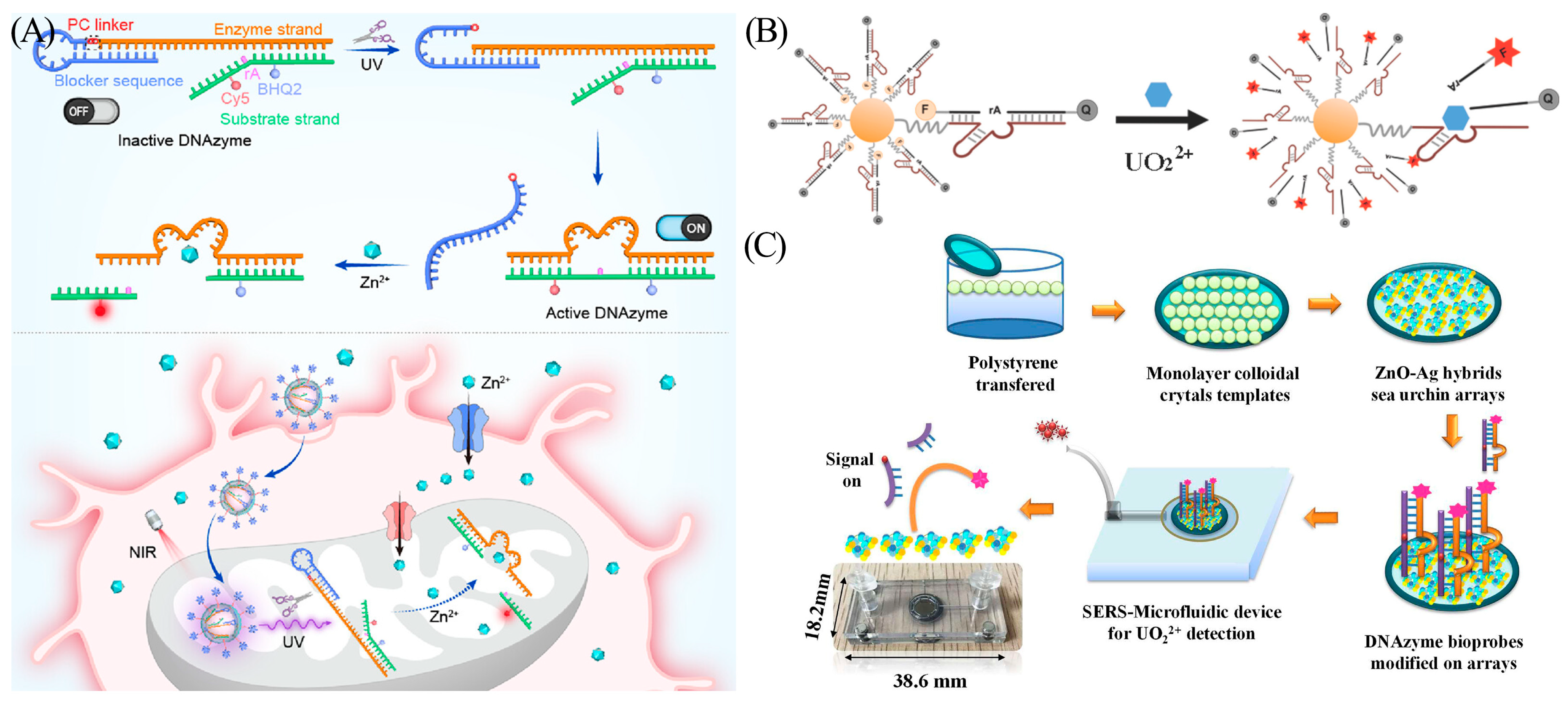 Biosensors 13 00889 g005