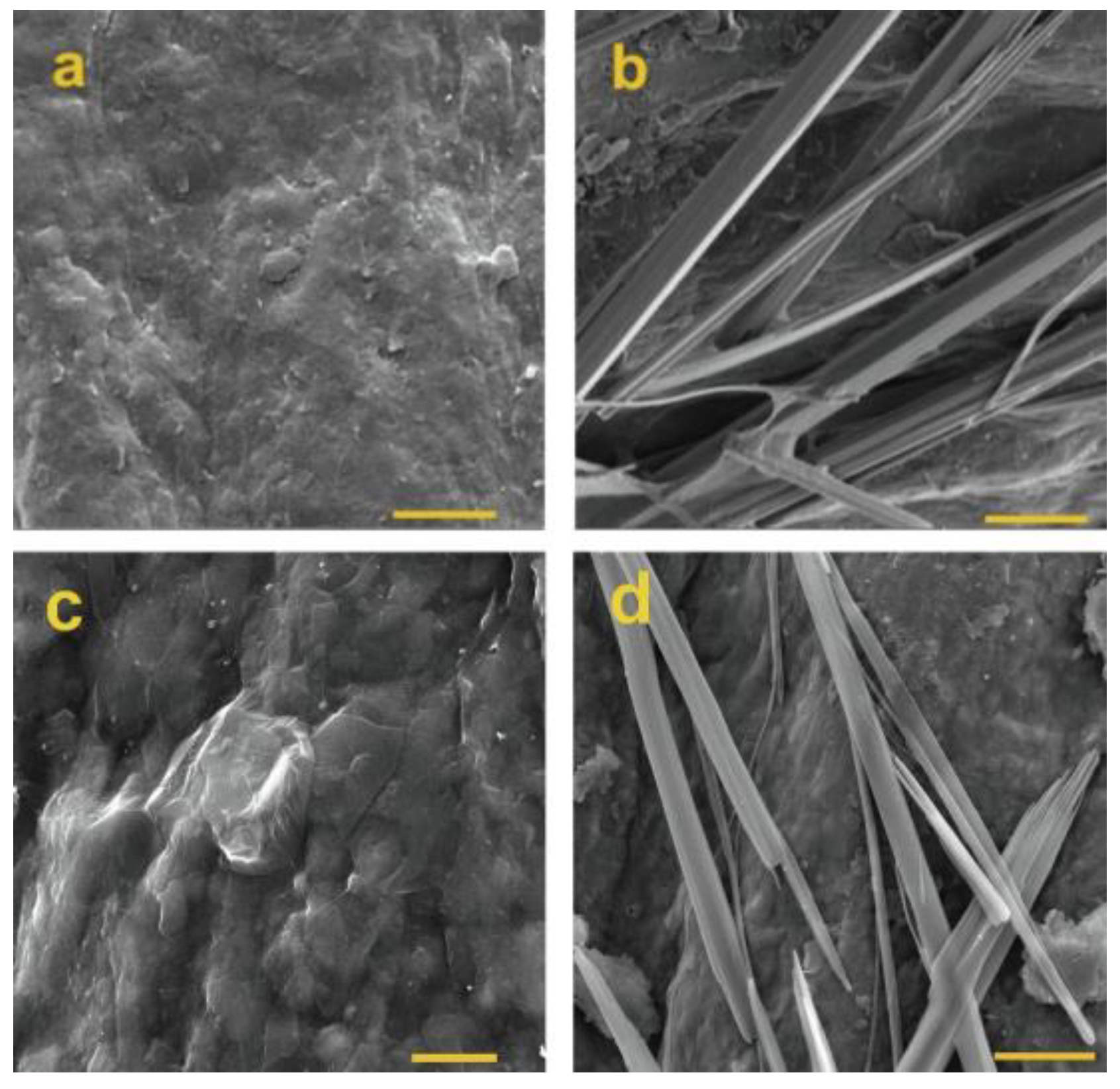 Biosensors 13 00899 g004