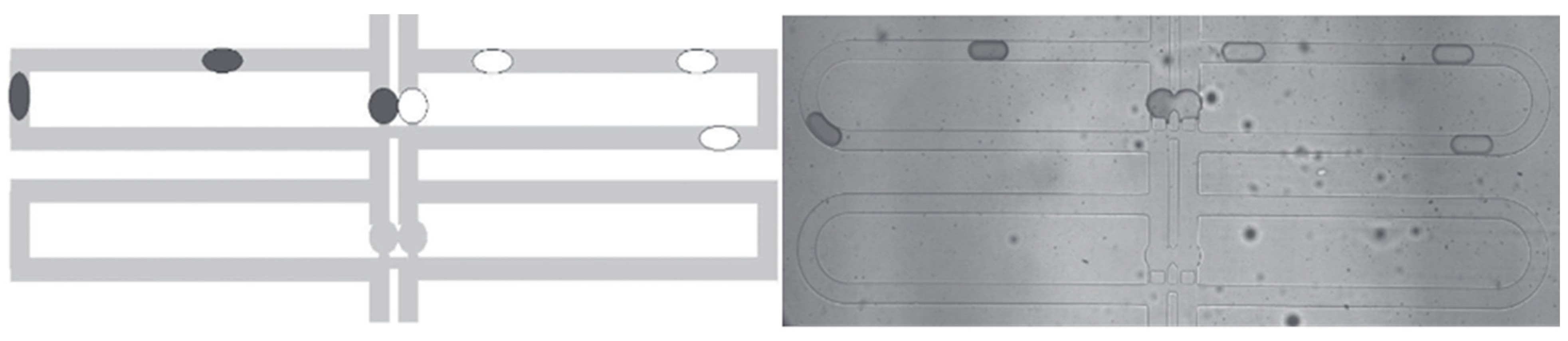 Biosensors 13 00935 g003