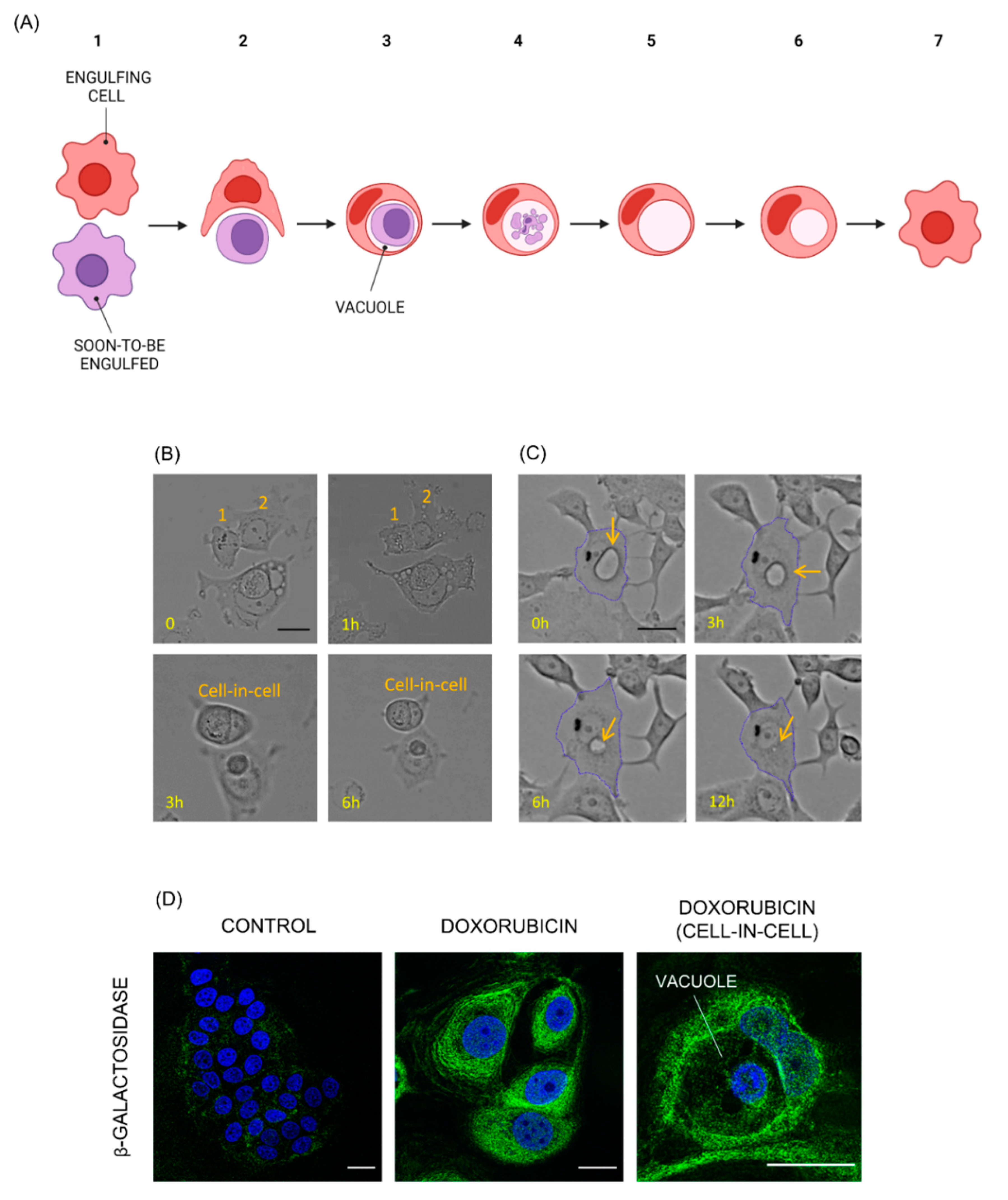 Biosensors 13 00973 g001