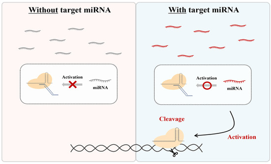 MiRNA-Responsive CRISPR-Cas System via a DNA Regulator