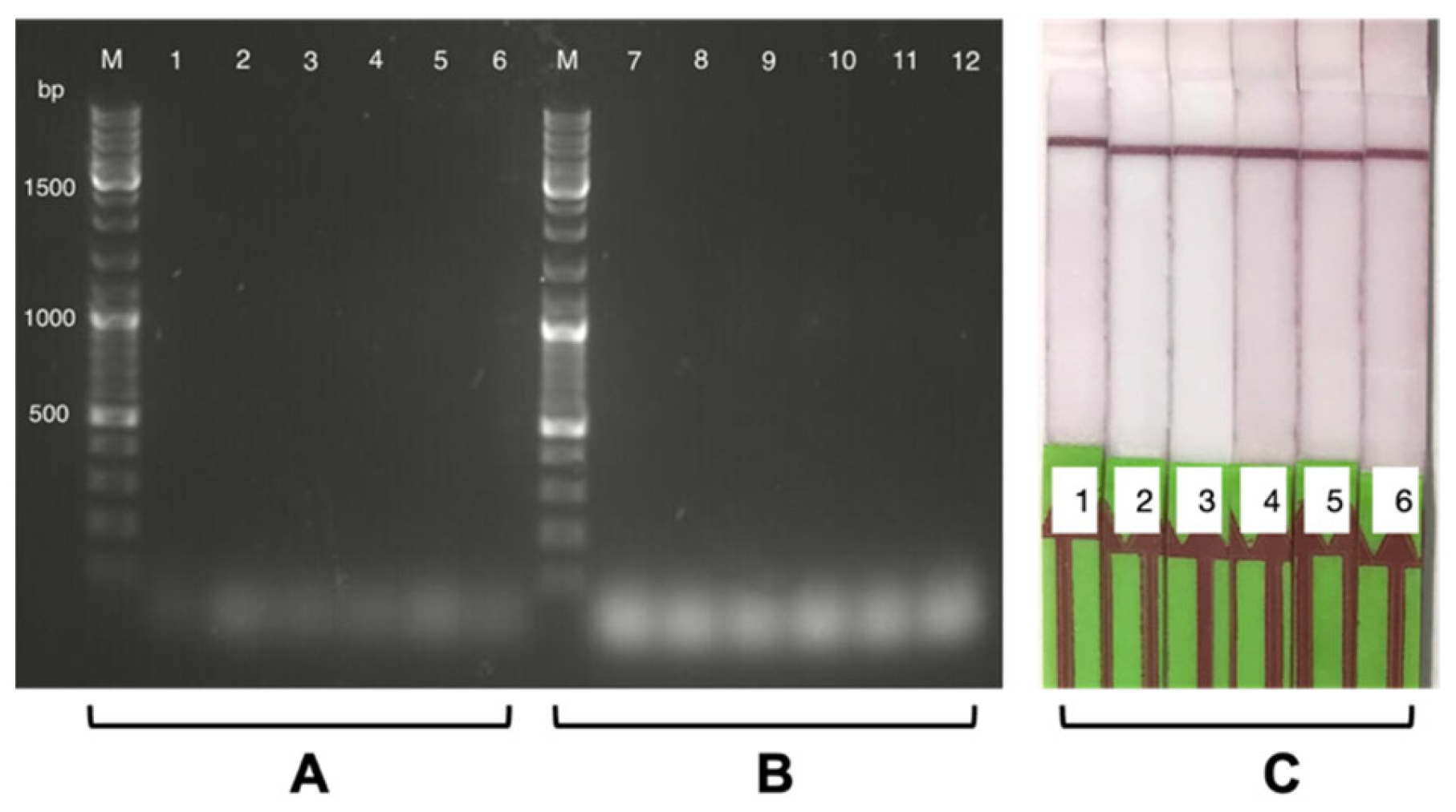 Biosensors 13 00988 g006