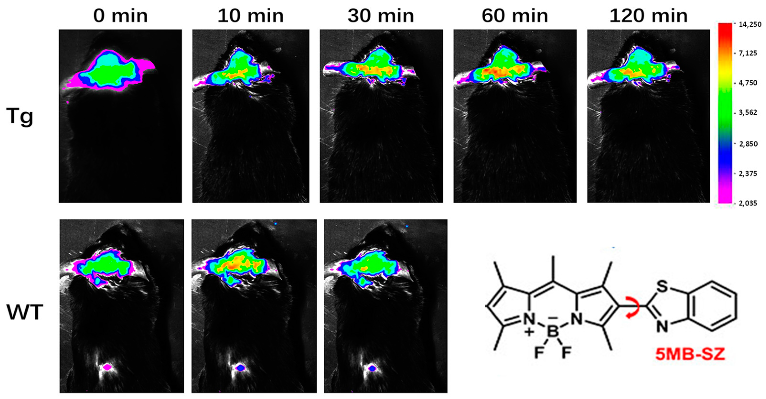 Biosensors 13 00990 g010