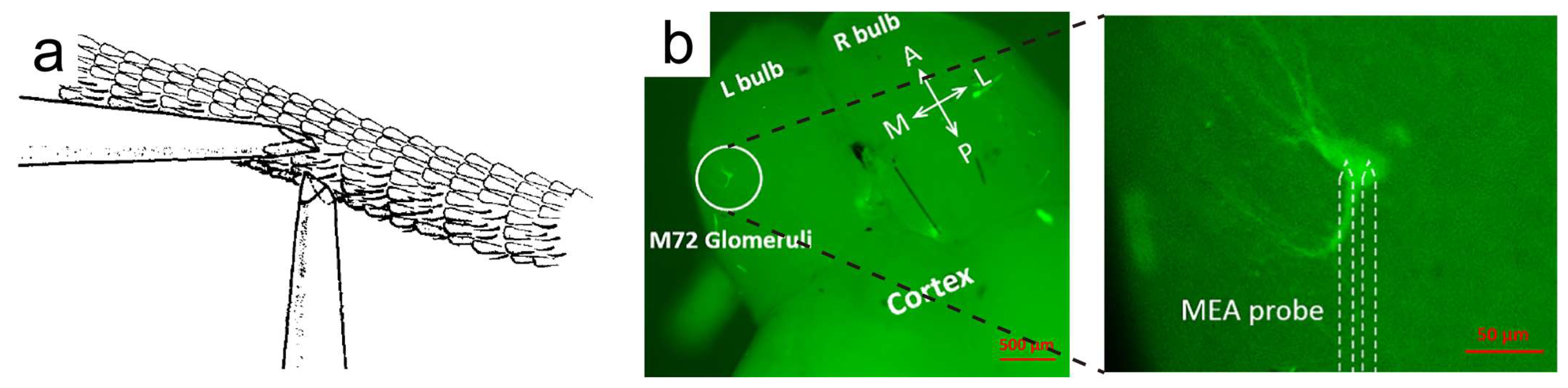 Biosensors 13 01000 g005
