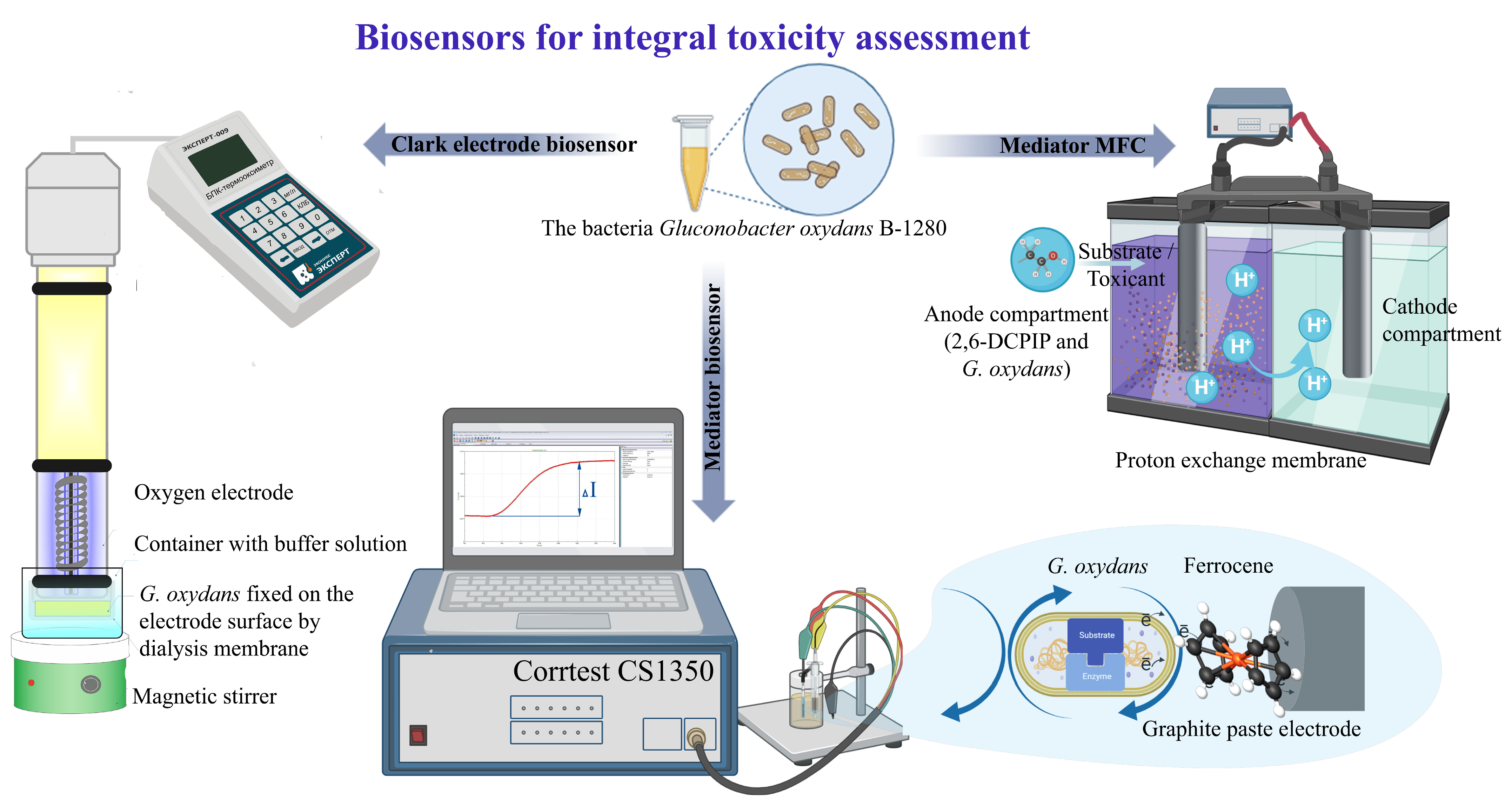 Biosensors 13 01011 g001