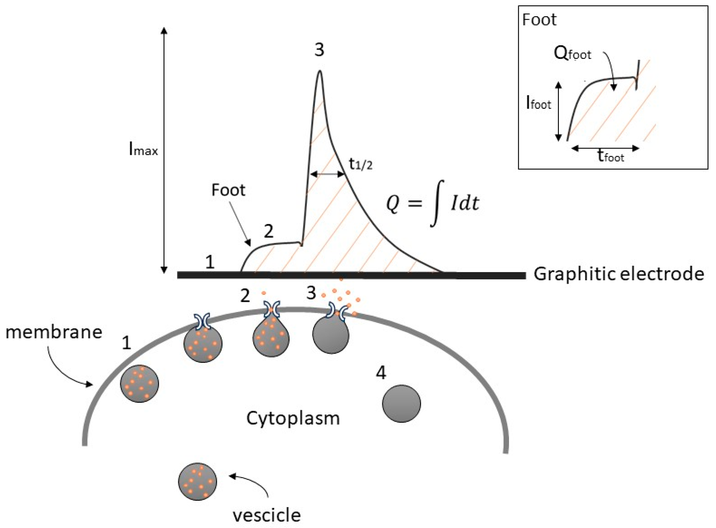 Biosensors 13 01033 g001