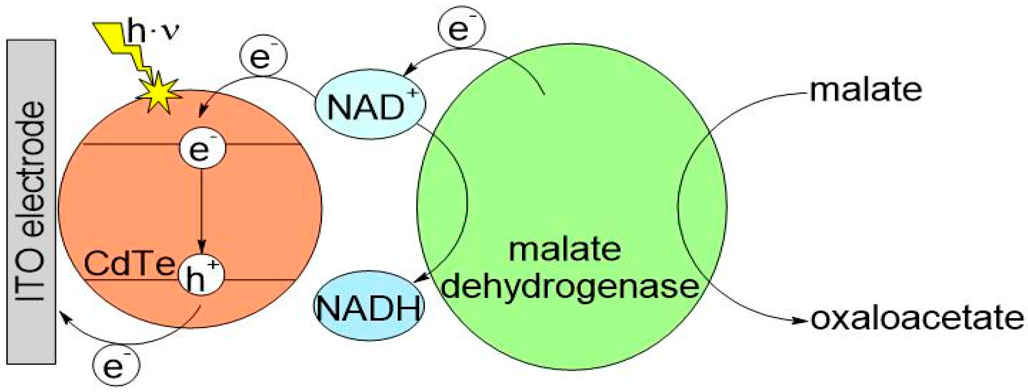Biosensors 14 00011 g002