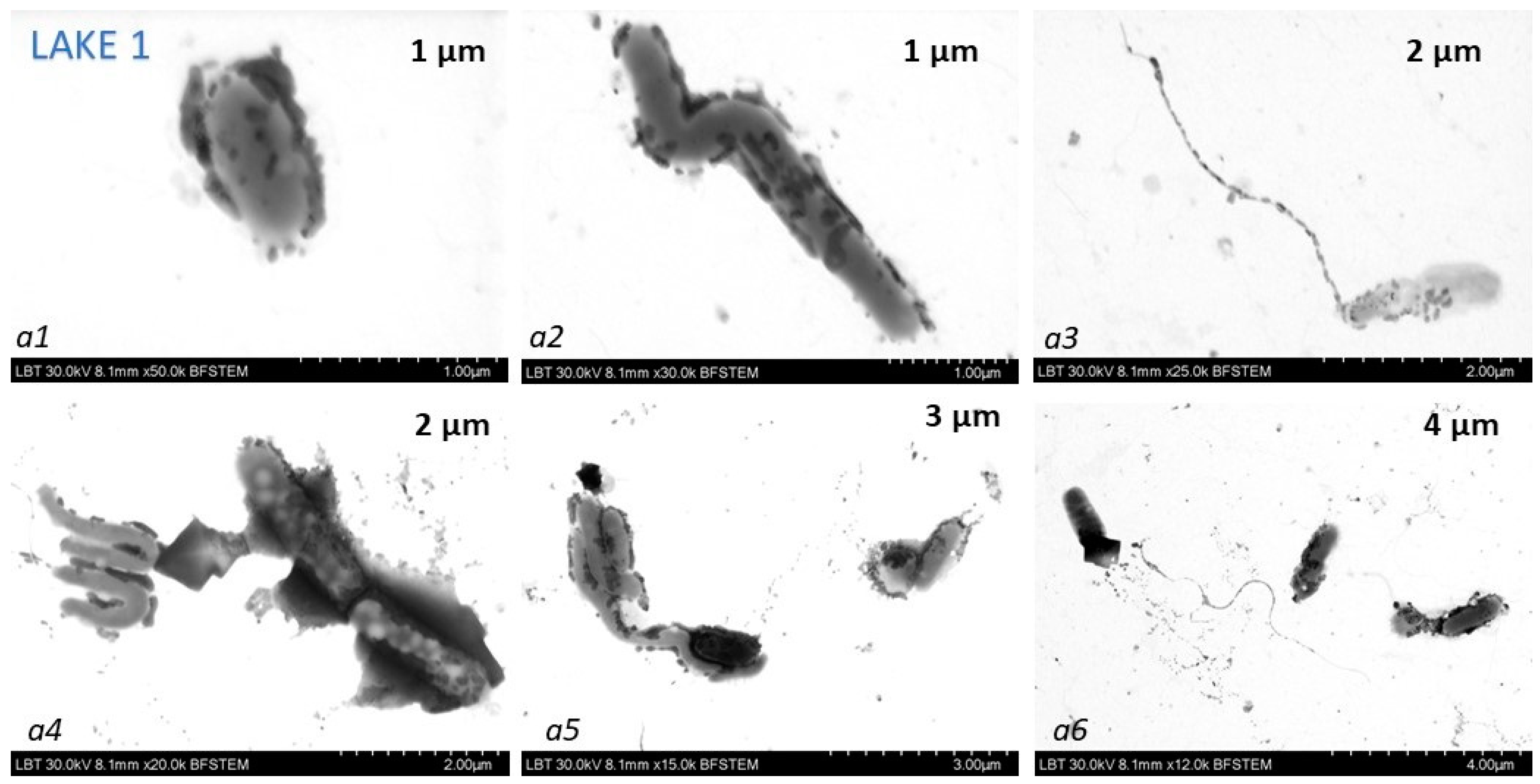 Biosensors 14 00019 g006a