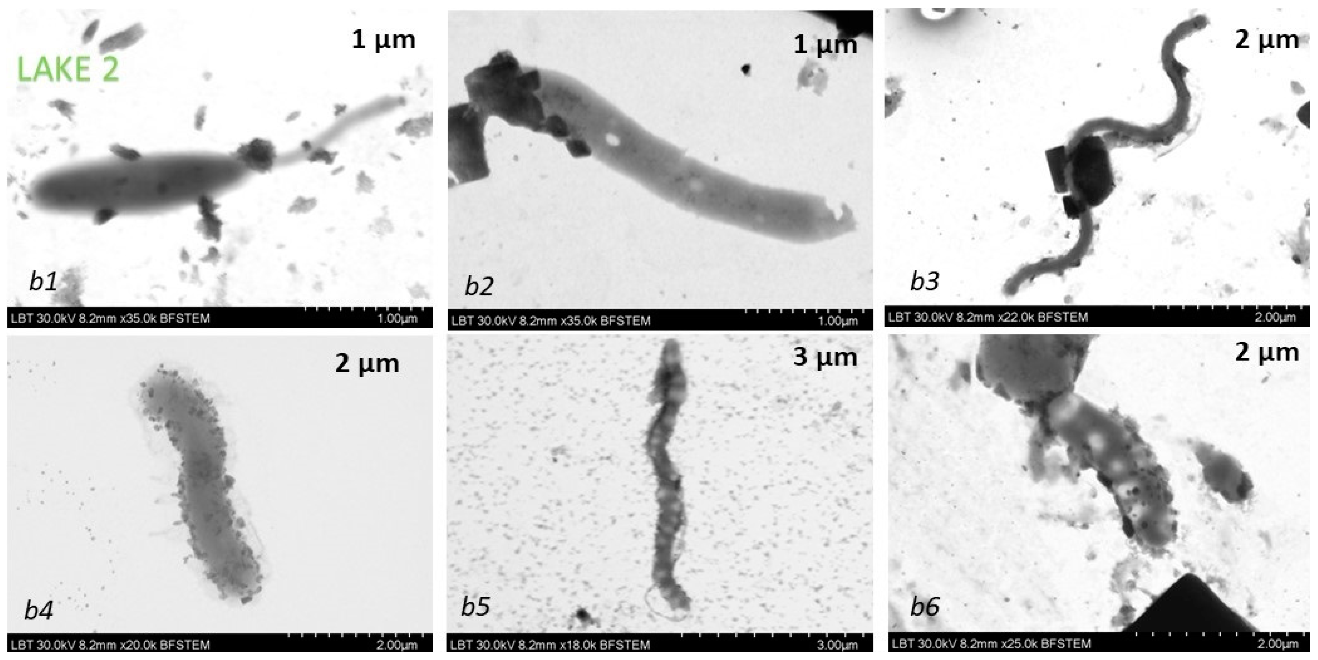 Biosensors 14 00019 g006b