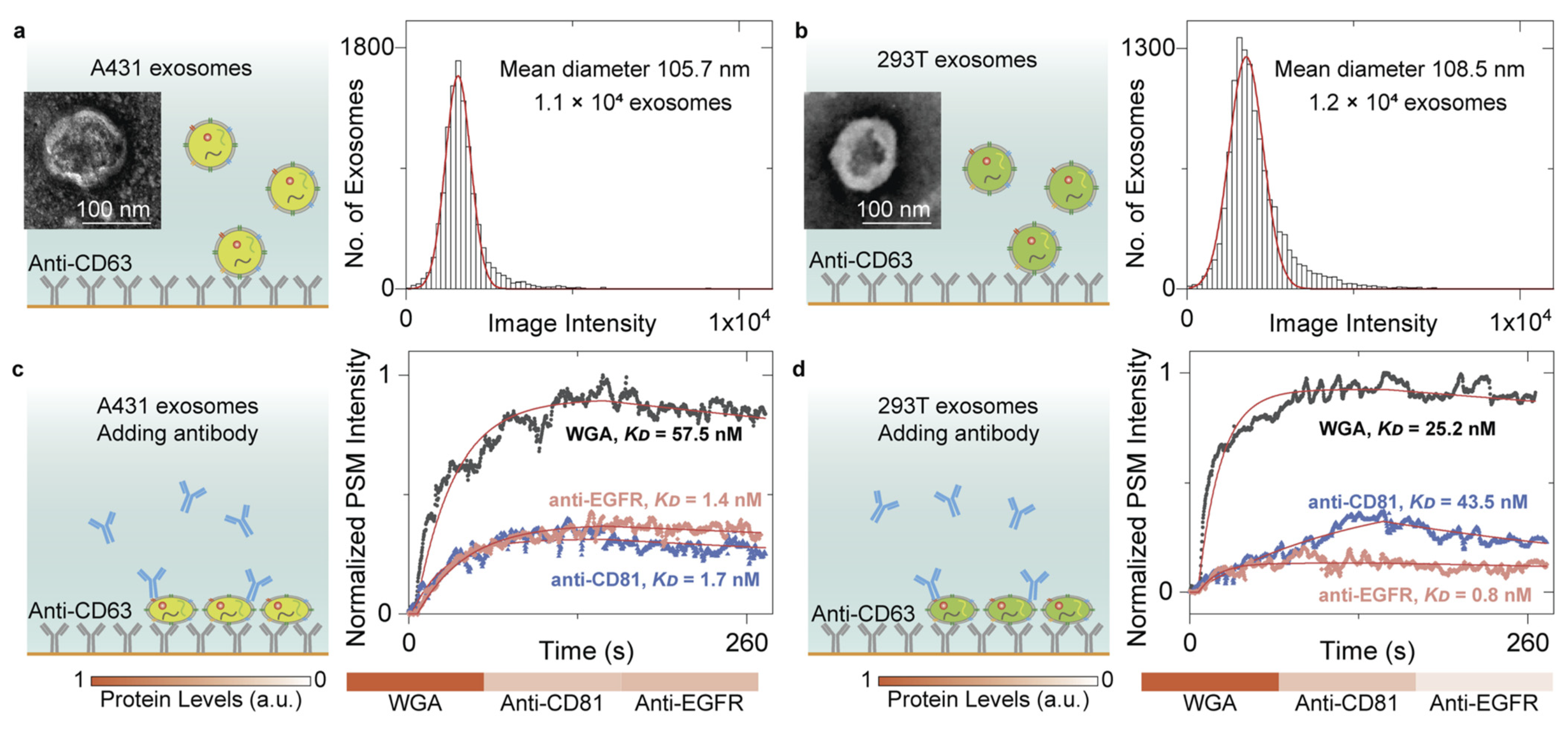 Biosensors 14 00084 g005