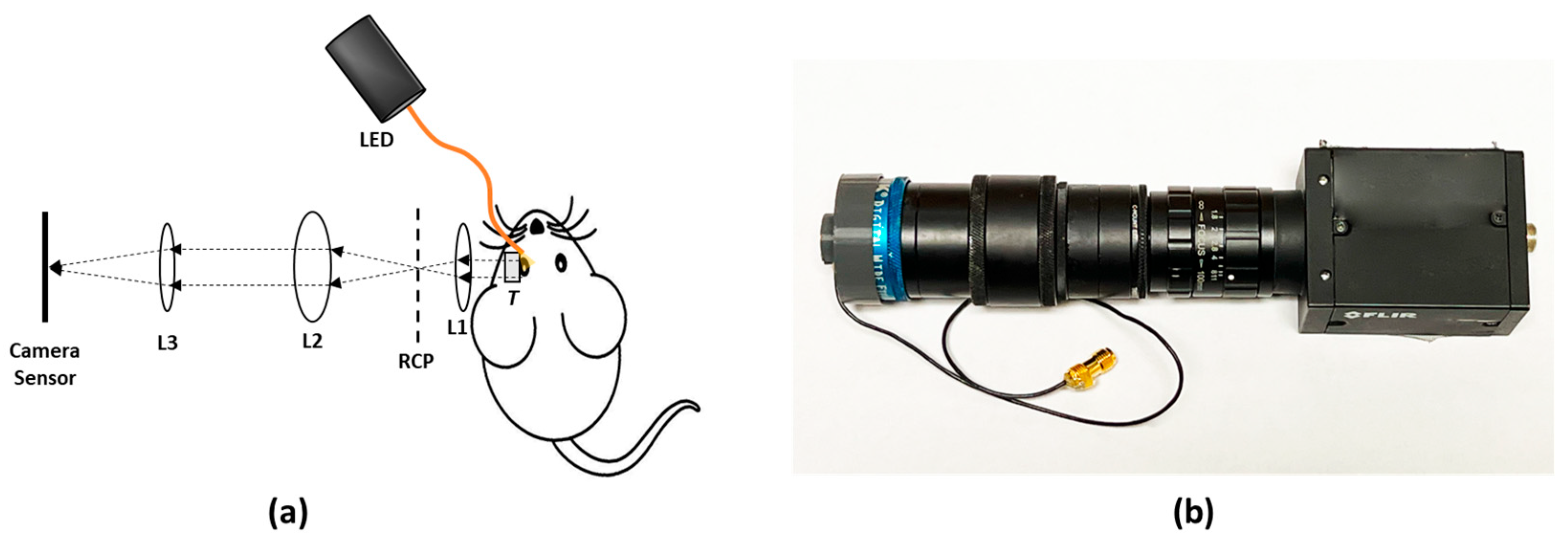 Biosensors 14 00127 g002