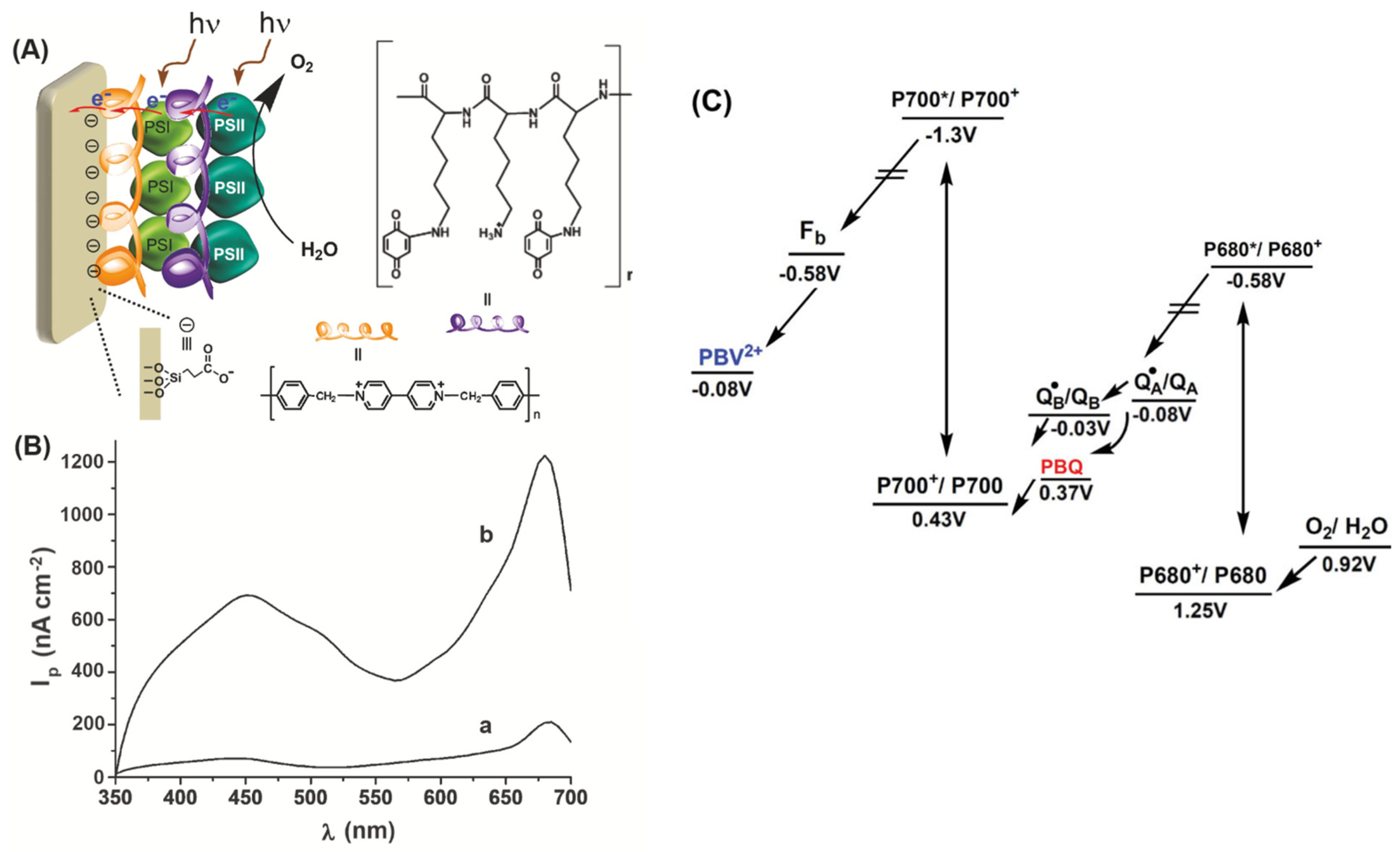 Biosensors 14 00143 g004
