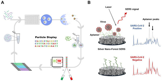Single-Strand Dna Aptamers As Probes For Protein Localization In Cells ...