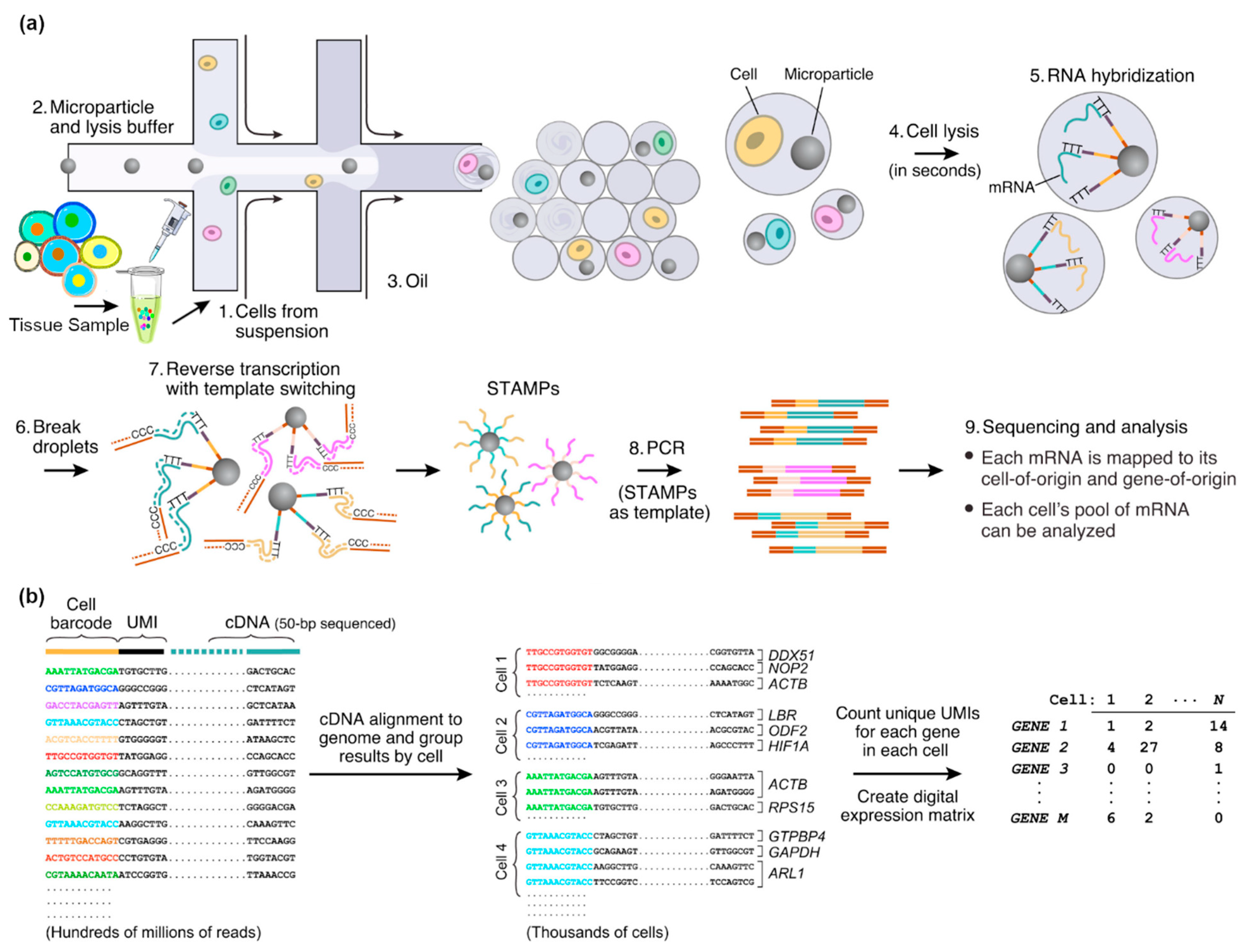 Biosensors 14 00189 g001