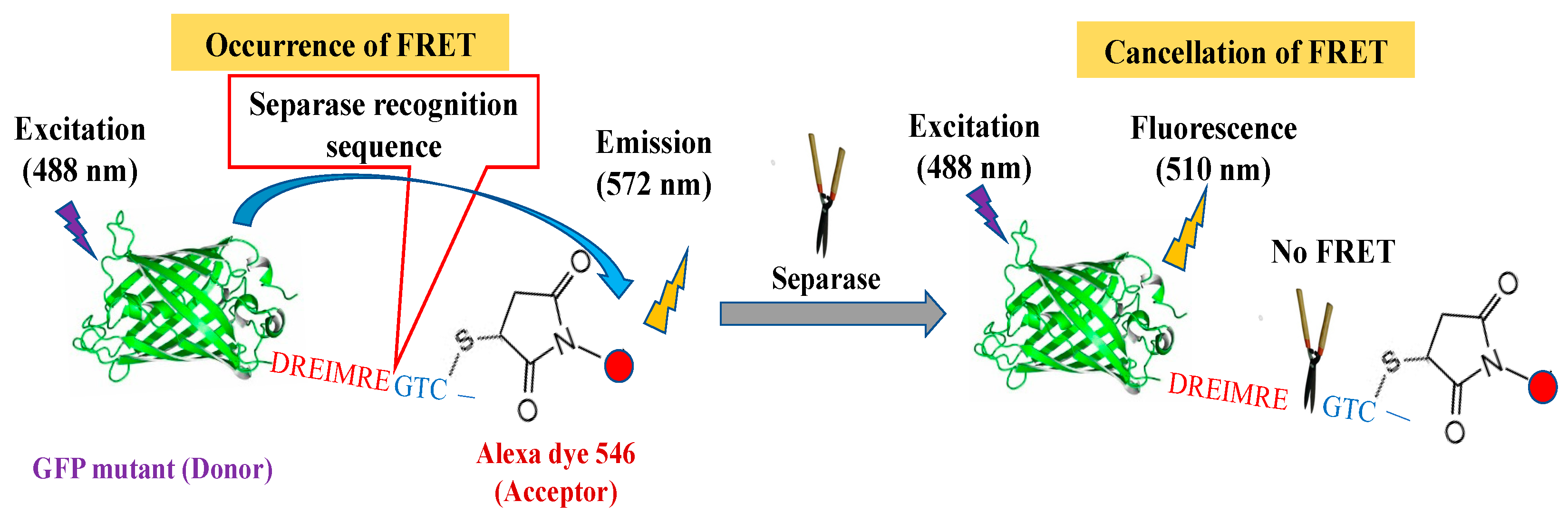 Biosensors 14 00192 g001 Biosensors 14 00192 g001