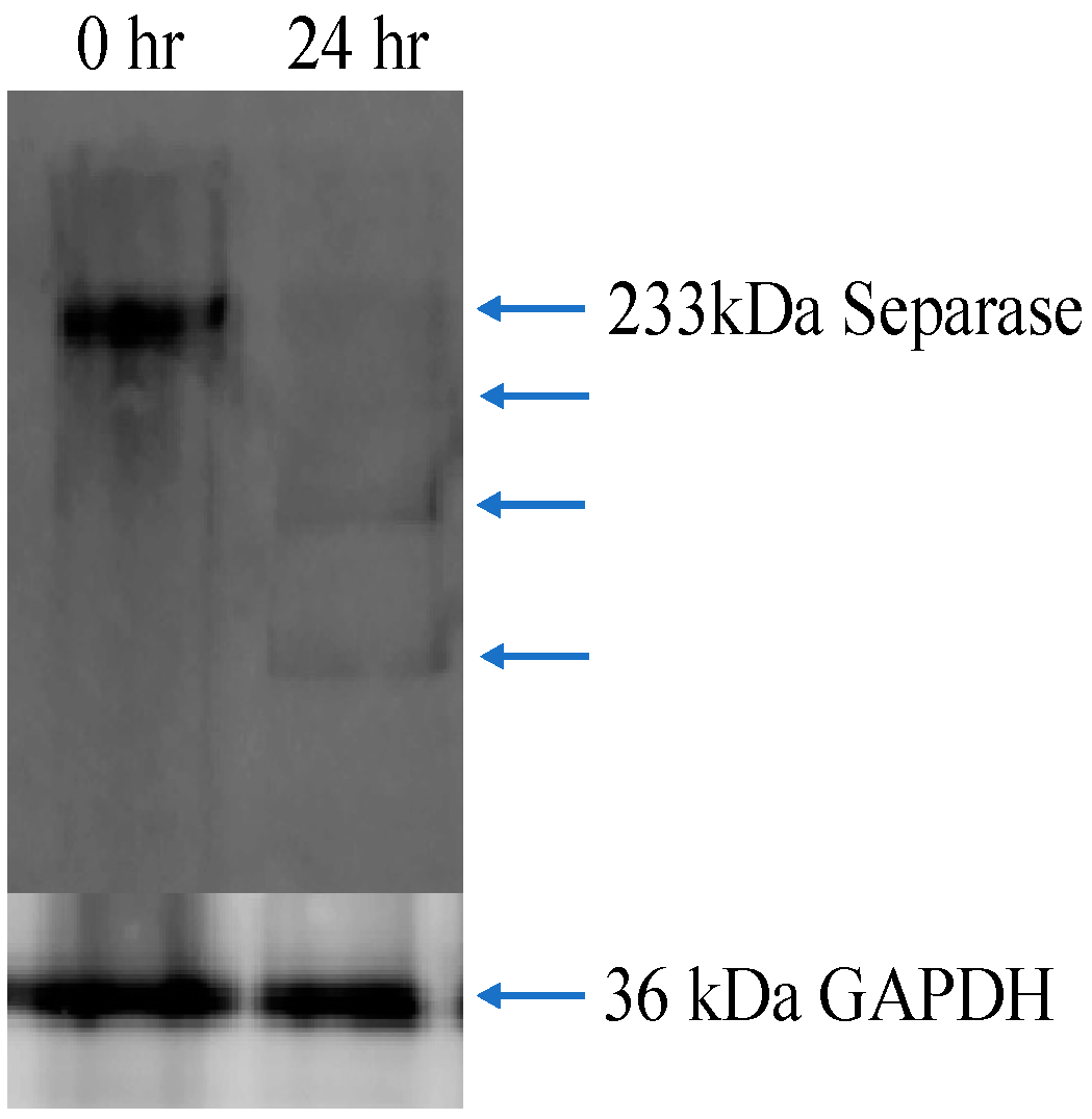 Biosensors 14 00192 g007 Biosensors 14 00192 g007