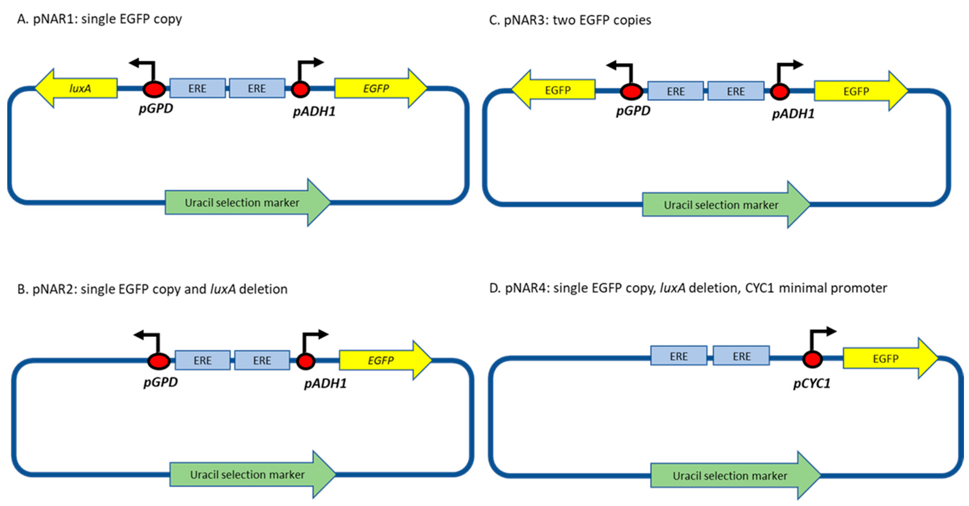 Biosensors 14 00193 g001