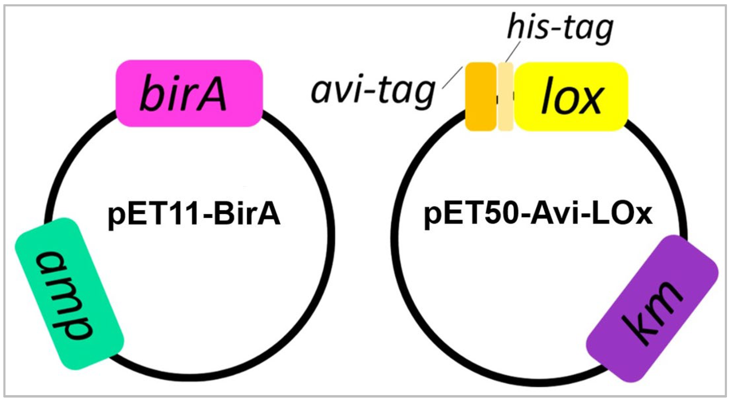 Biosensors 14 00196 g001