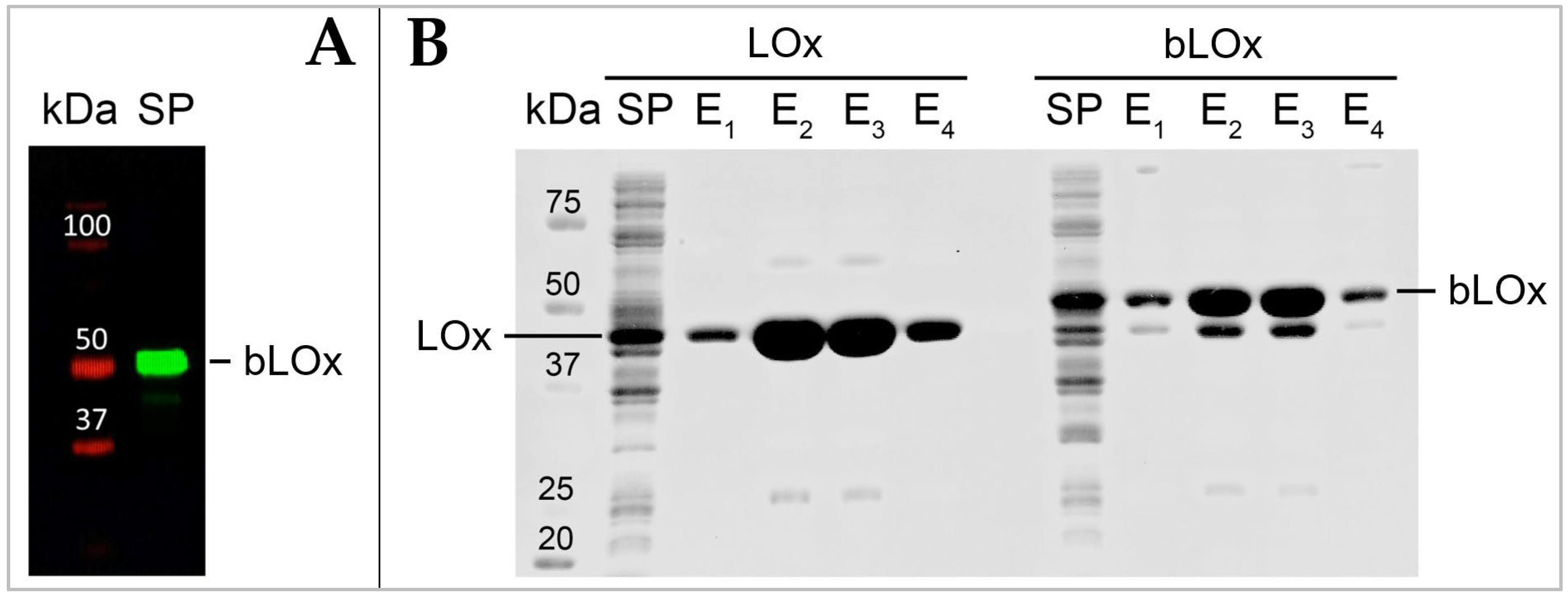Biosensors 14 00196 g003
