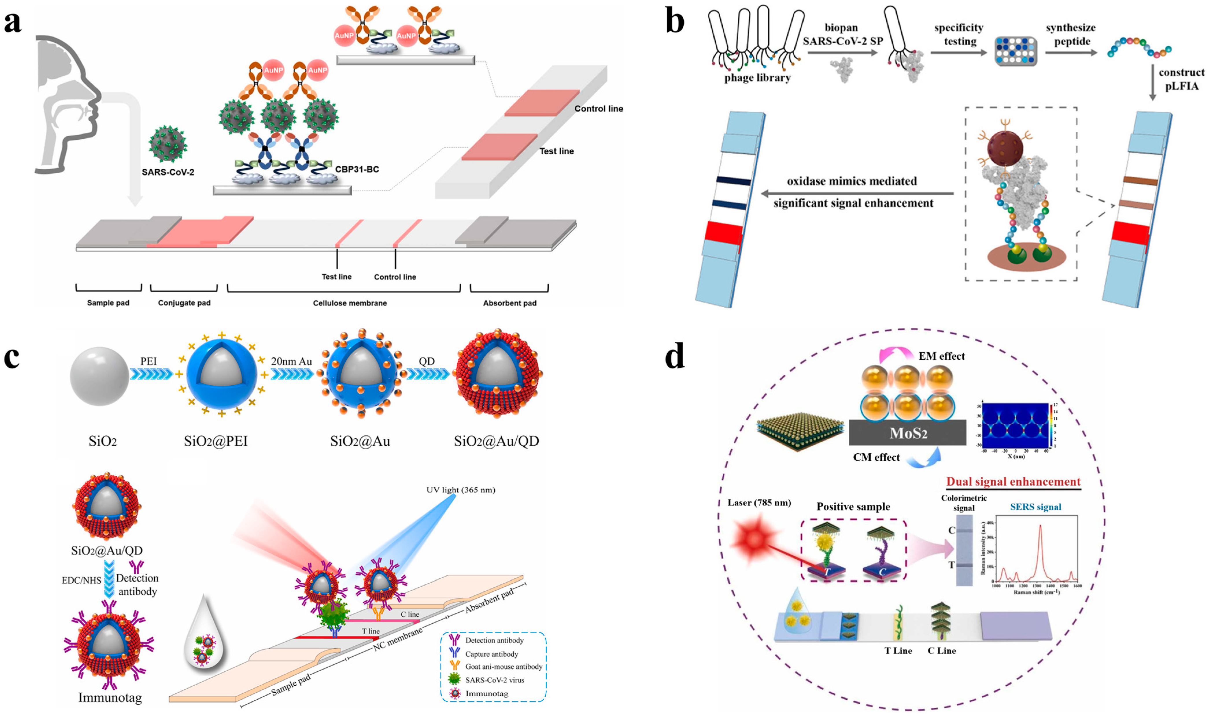 Biosensors 14 00197 g002