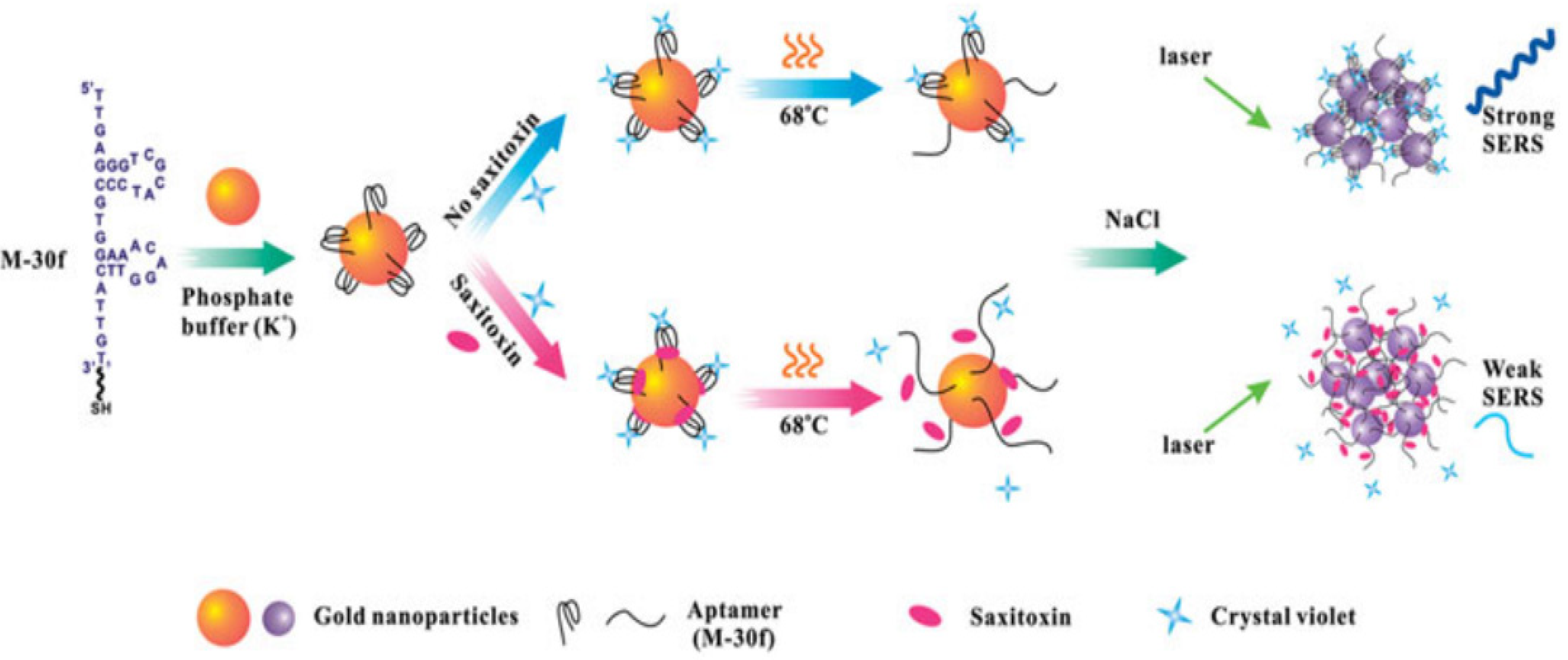 Biosensors 14 00203 g005