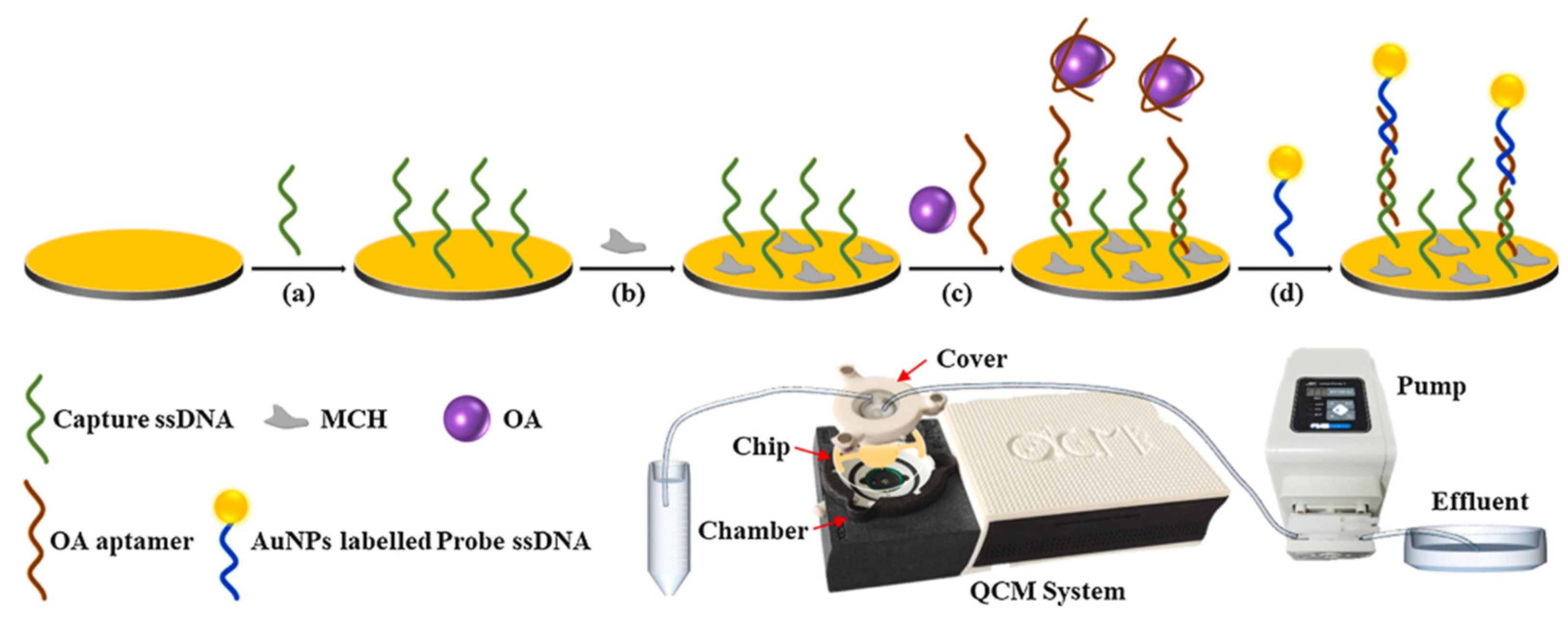 Biosensors 14 00203 g009