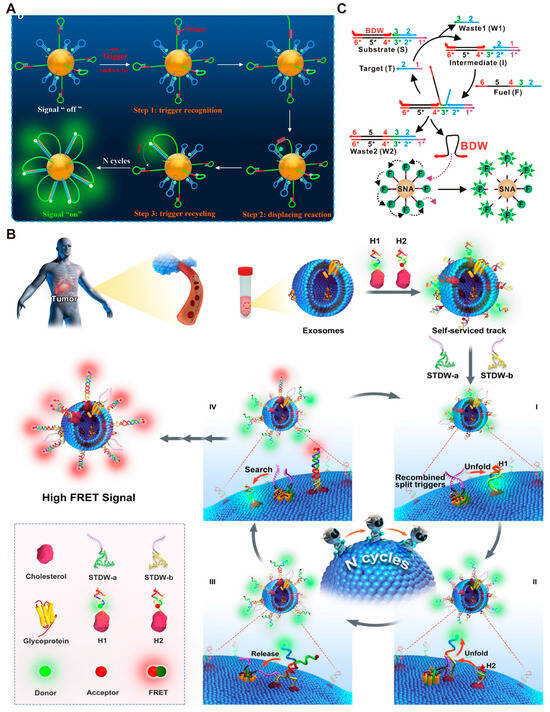高感度ショップで2023年売れたブランド DNA-Based Molecular Machines: Controlling Mechanisms and コンピュータ・IT