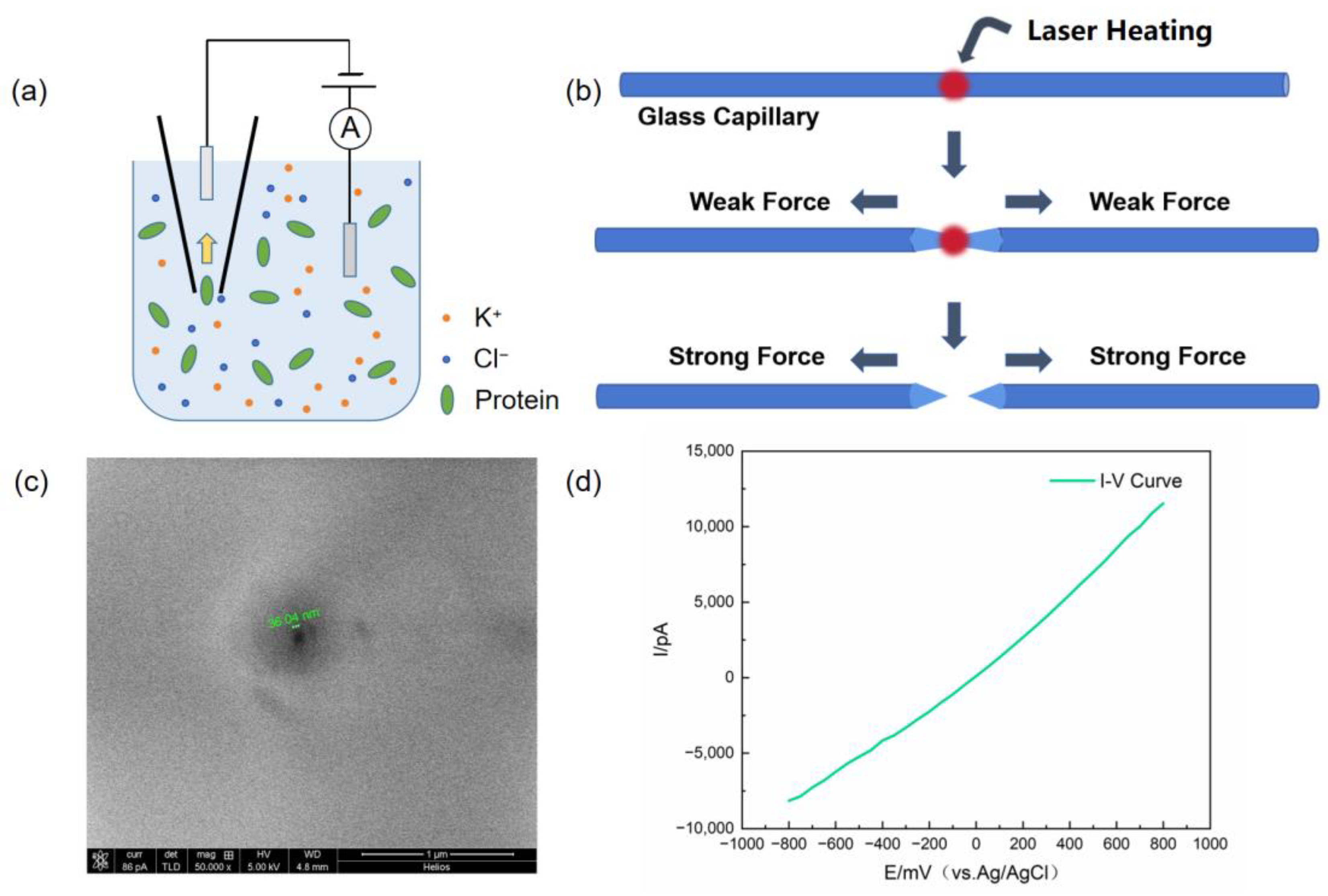 Biosensors 14 00255 g001 Biosensors 14 00255 g001