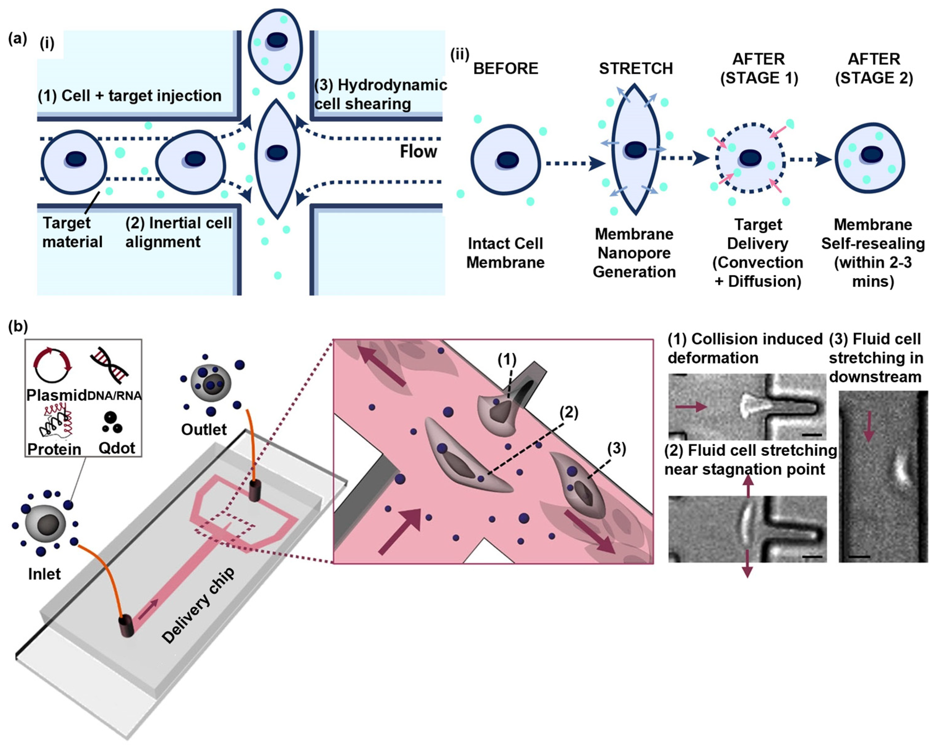 Biosensors 14 00256 g005