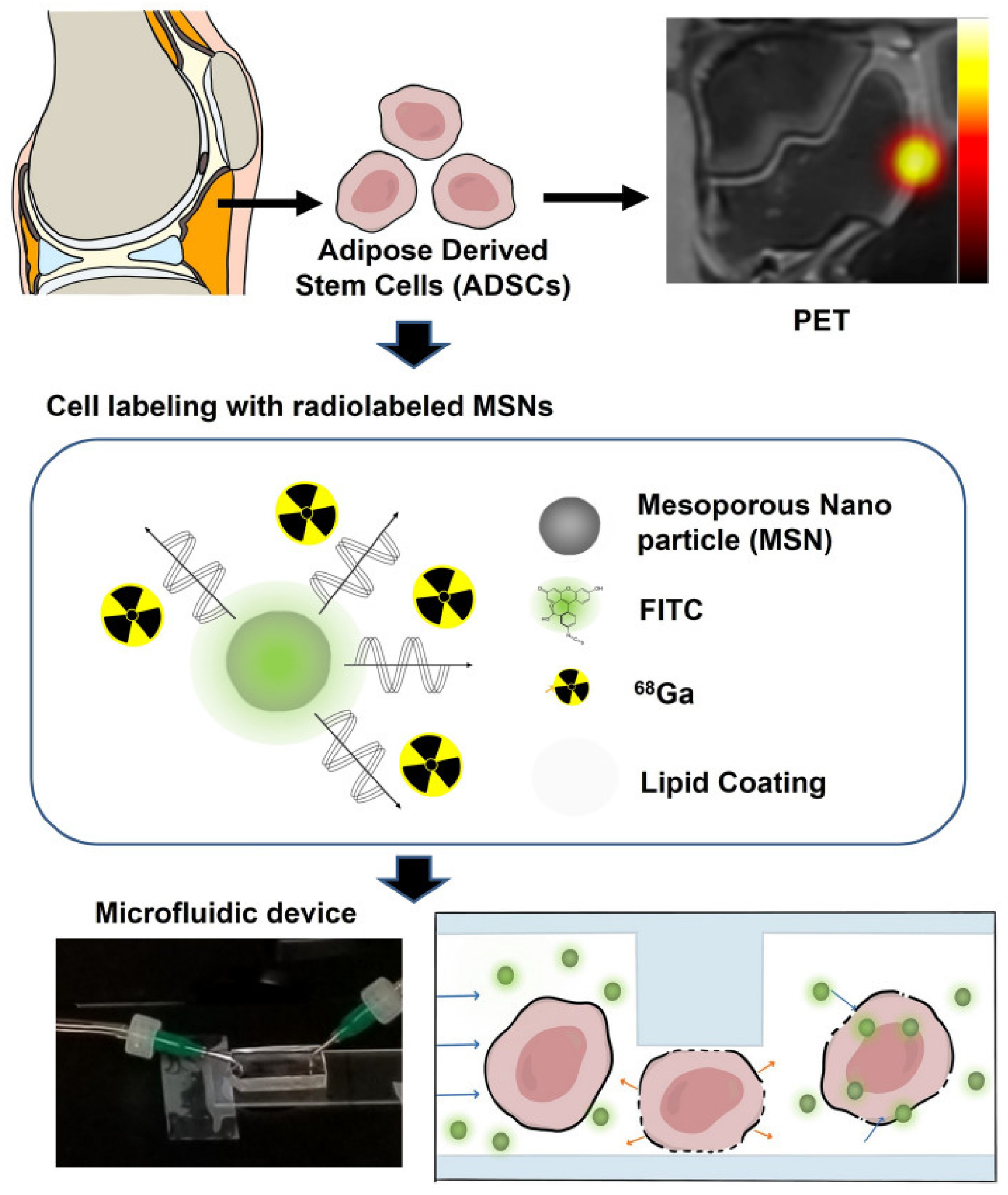 Biosensors 14 00256 g007