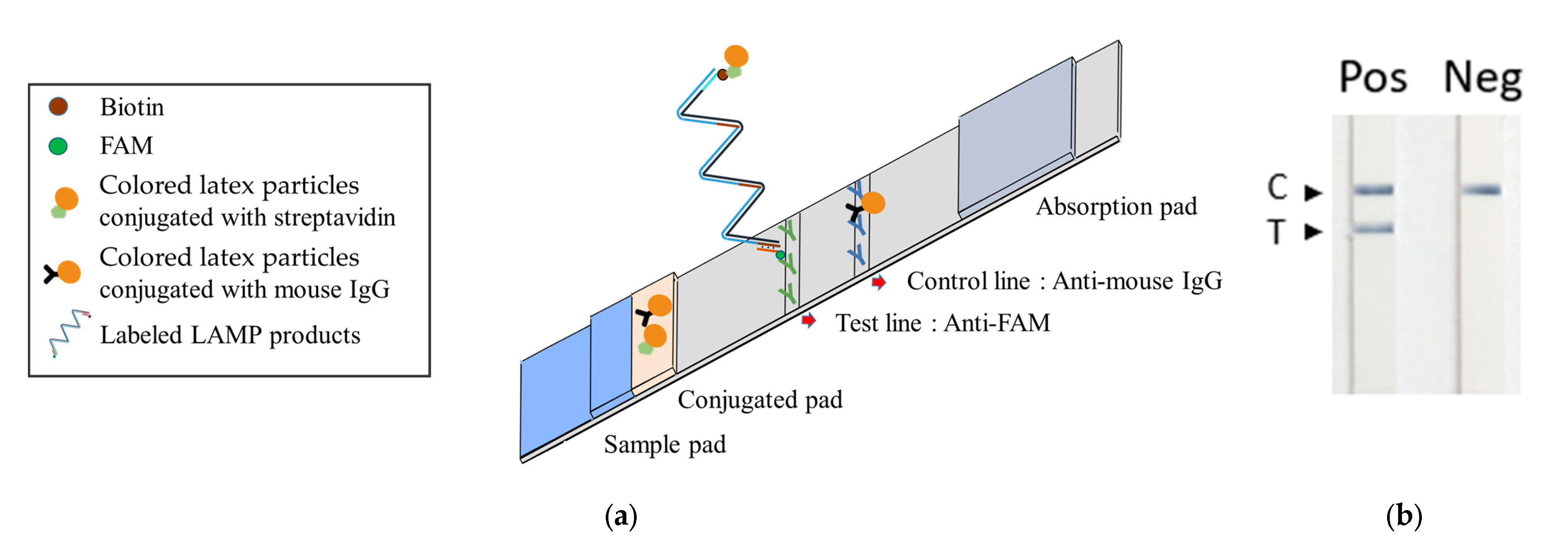 Biosensors 14 00257 g005