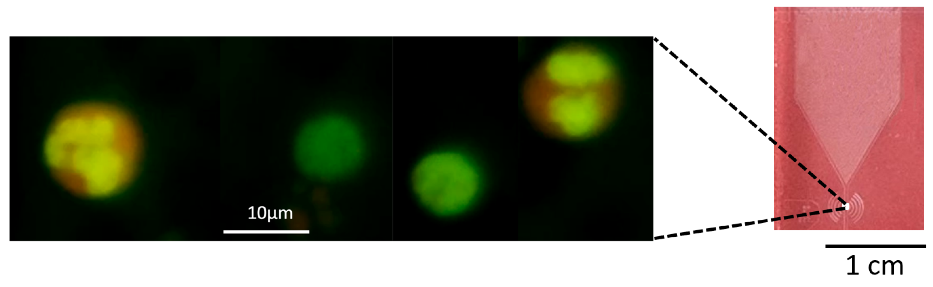 Biosensors 14 00266 g001