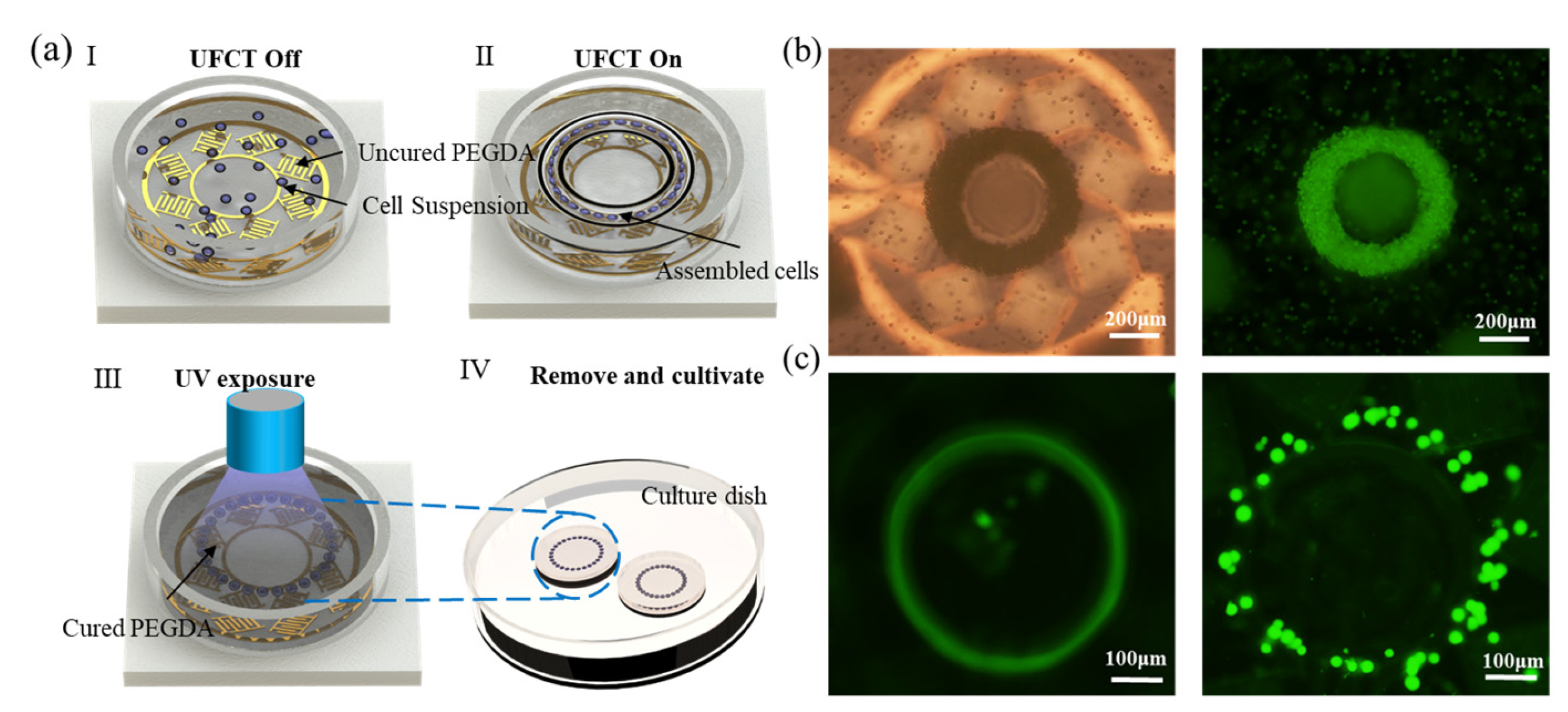 Biosensors 14 00280 g004