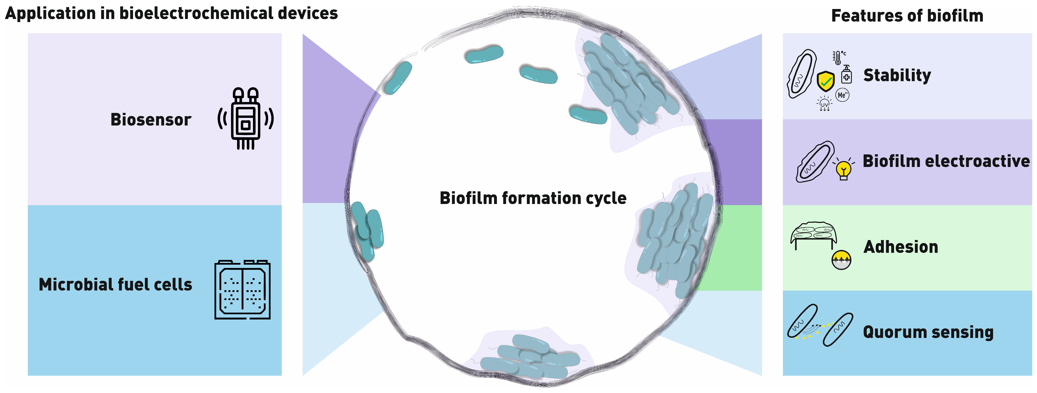 Microbial Biofilms: Features of Formation and Potential for Use in 