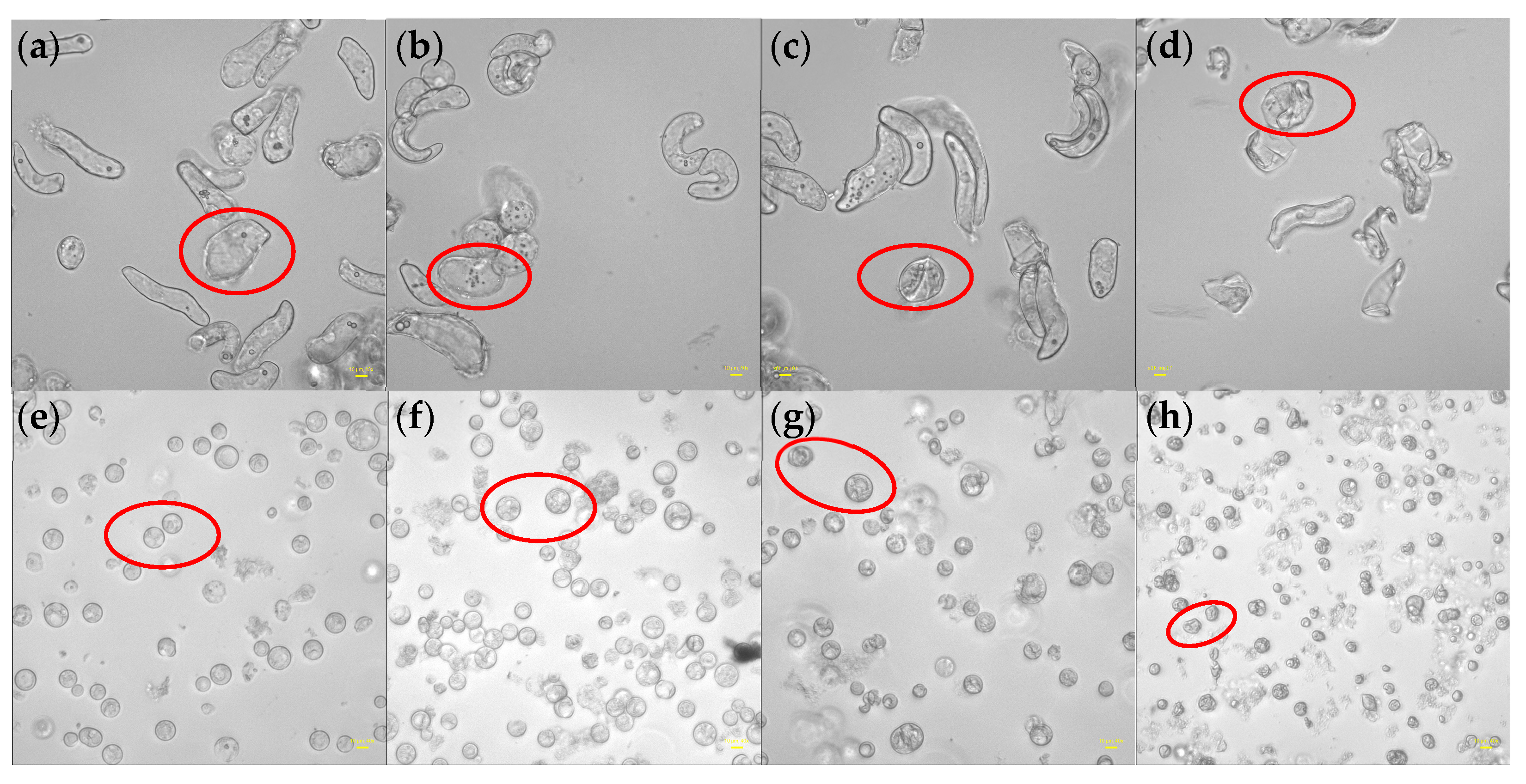 Biosensors 14 00303 g011