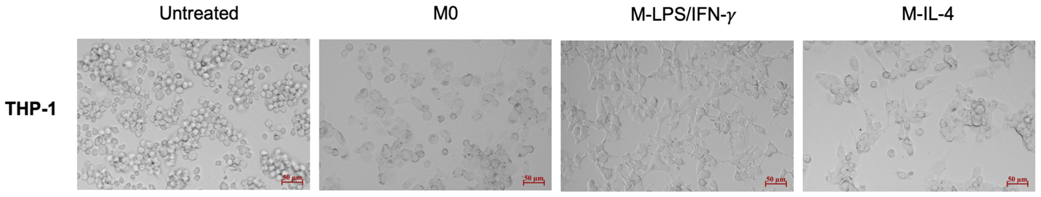 Biosensors 14 00306 g001