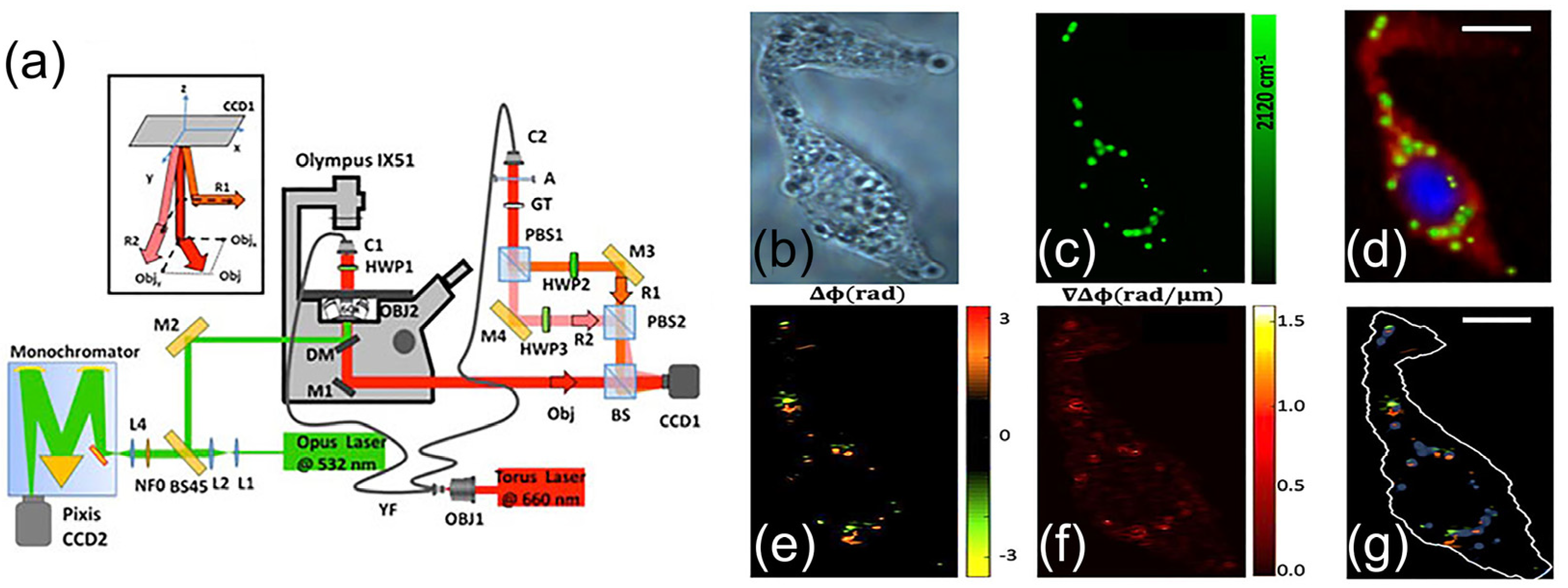 Biosensors 14 00324 g004