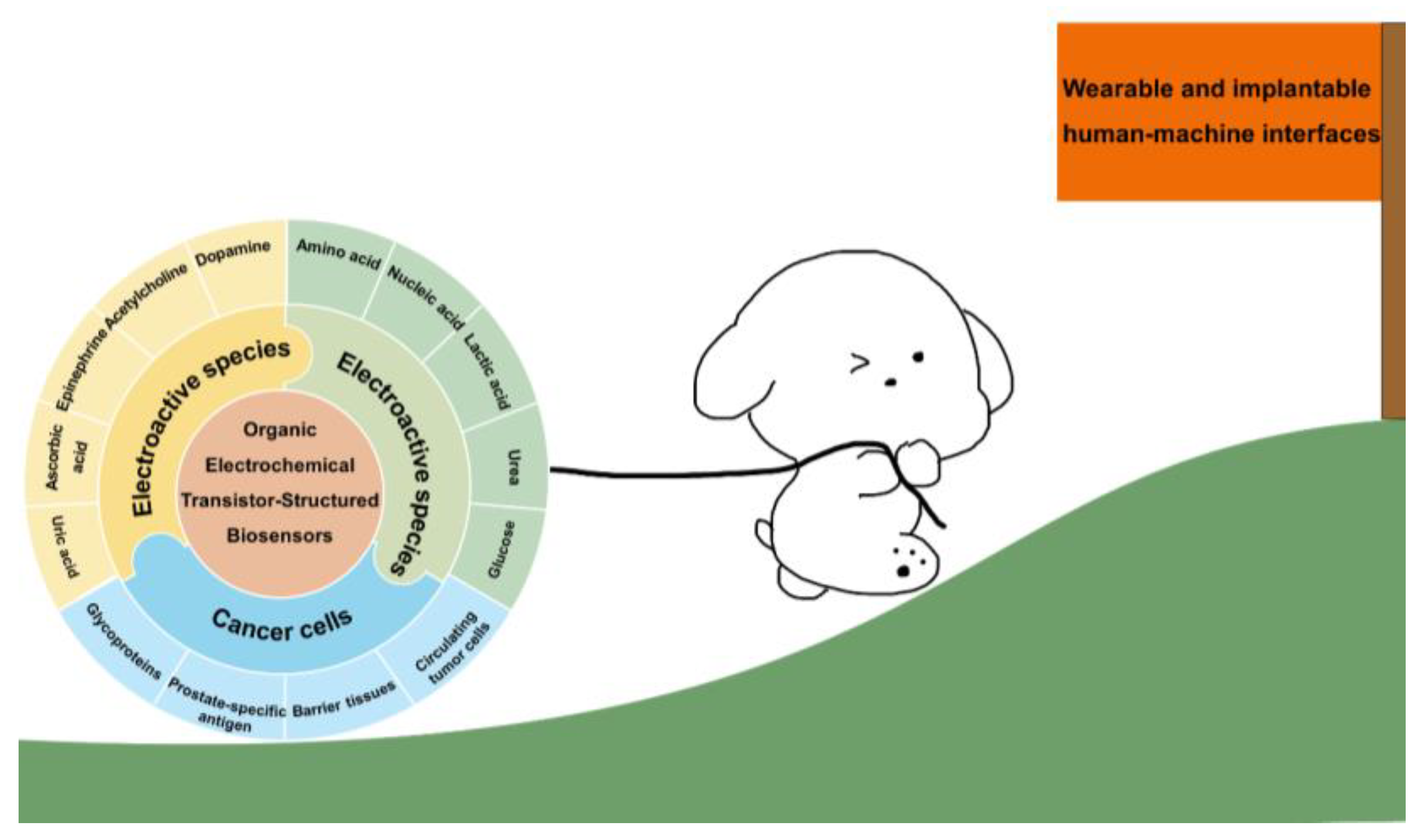 Biosensors 14 00330 g001 Biosensors 14 00330 g001
