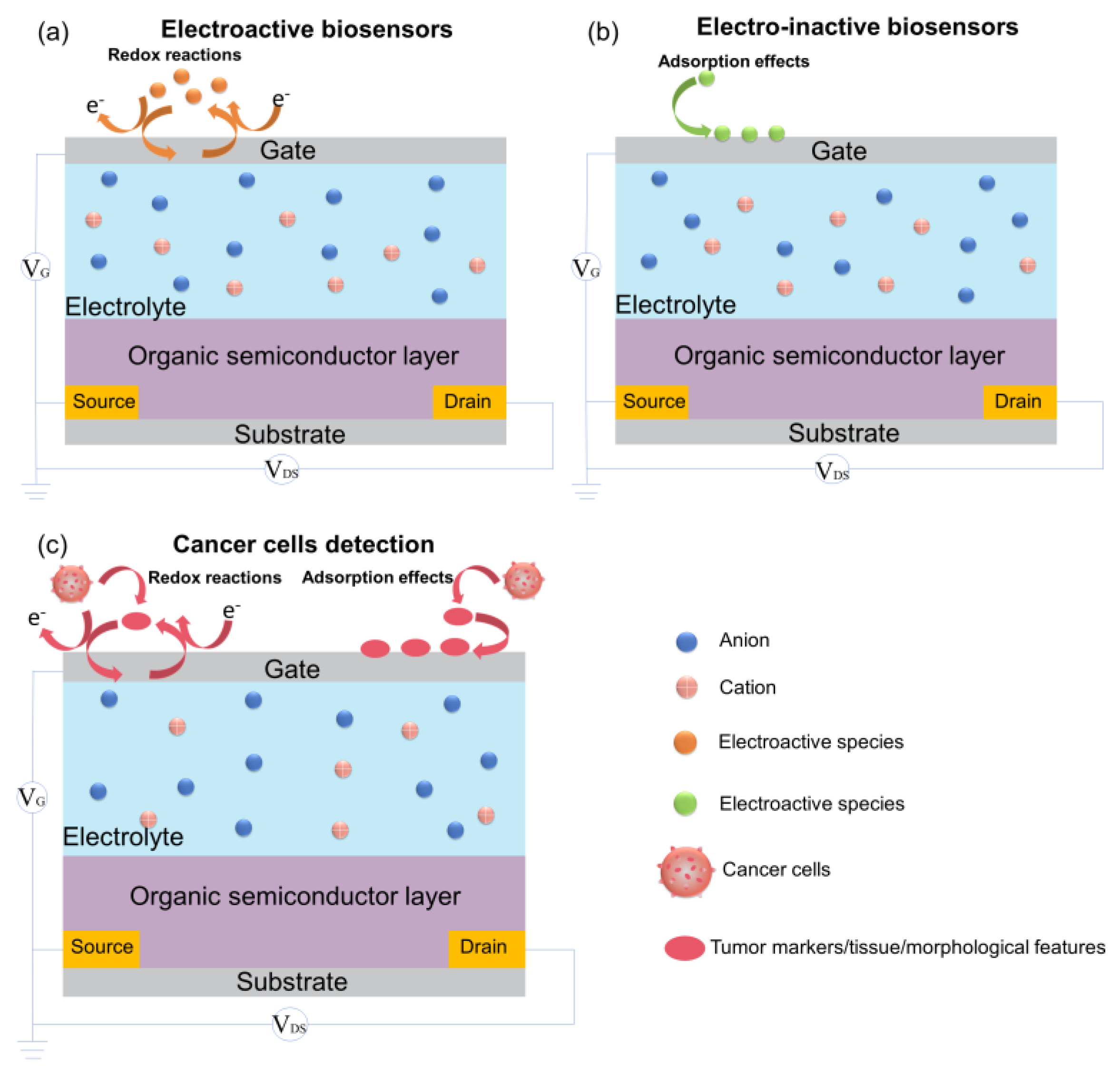 Biosensors 14 00330 g002 Biosensors 14 00330 g002