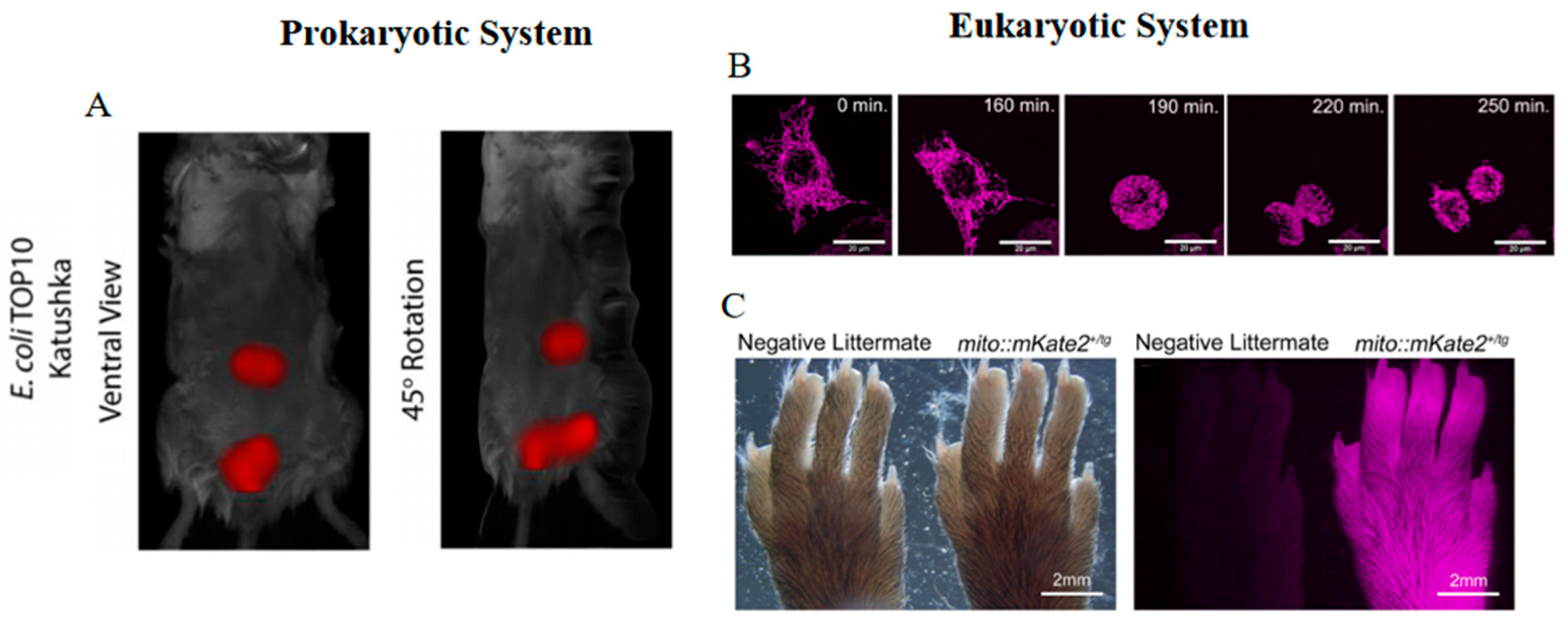 Biosensors 14 00359 g004 Biosensors 14 00359 g004