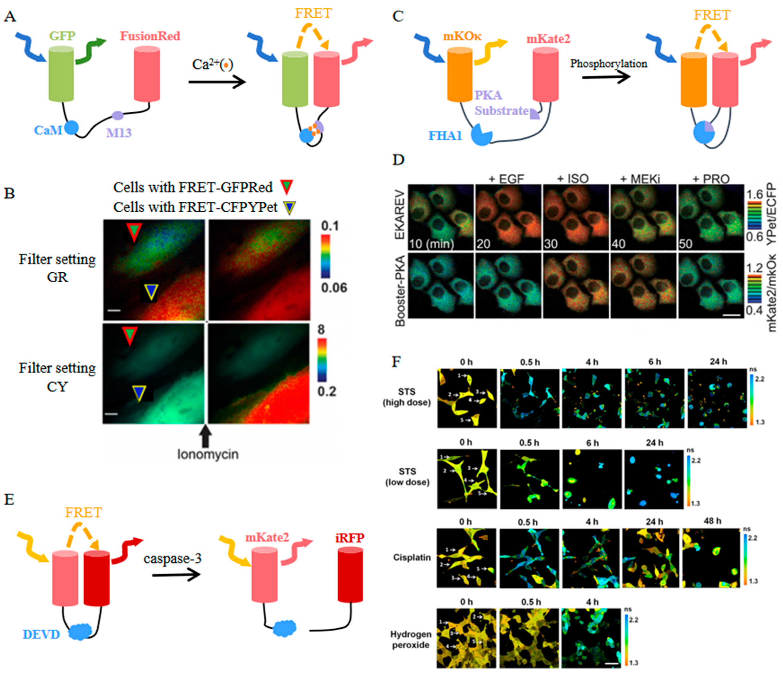 Biosensors 14 00359 g008 Biosensors 14 00359 g008