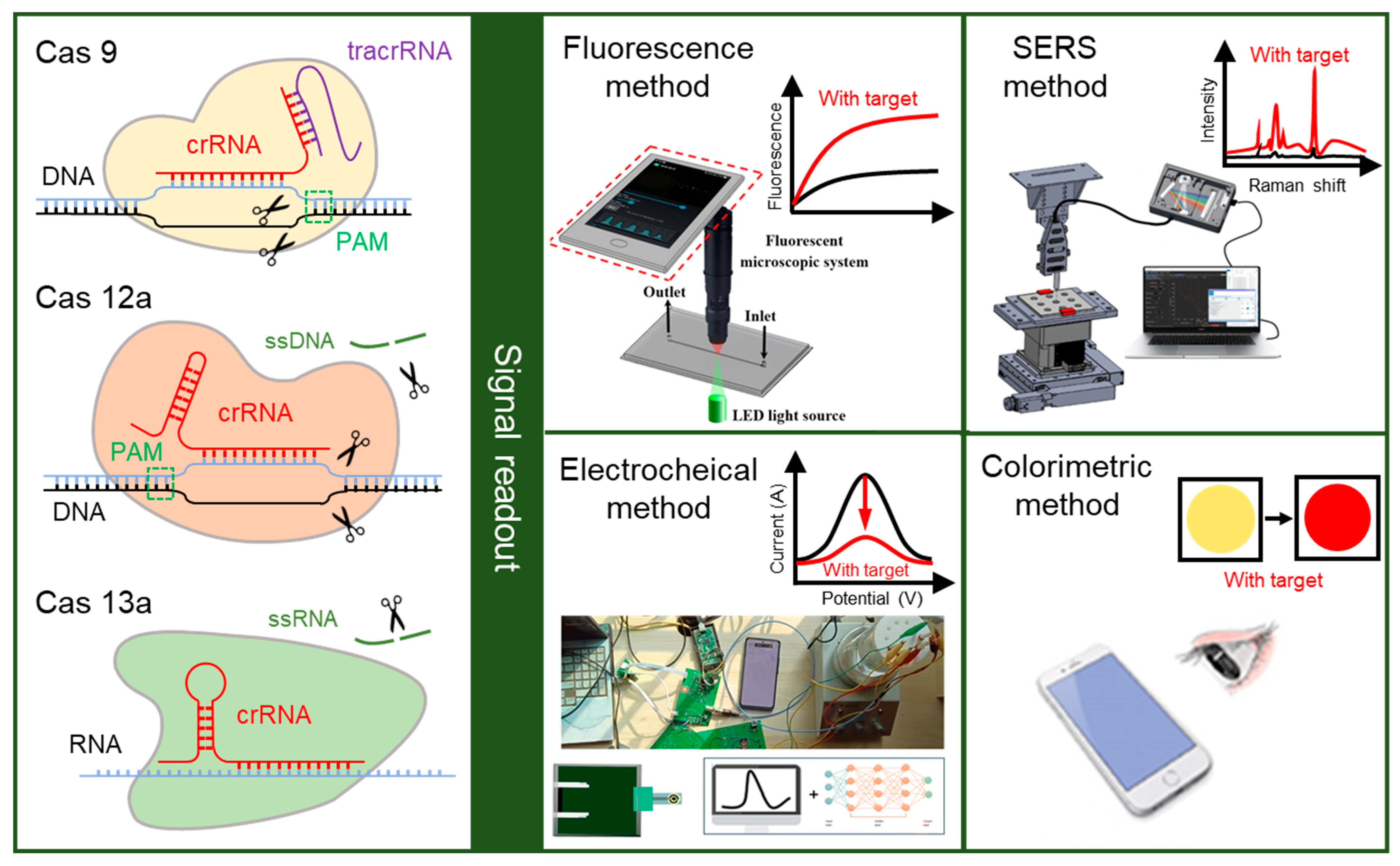 Biosensors 14 00367 g001